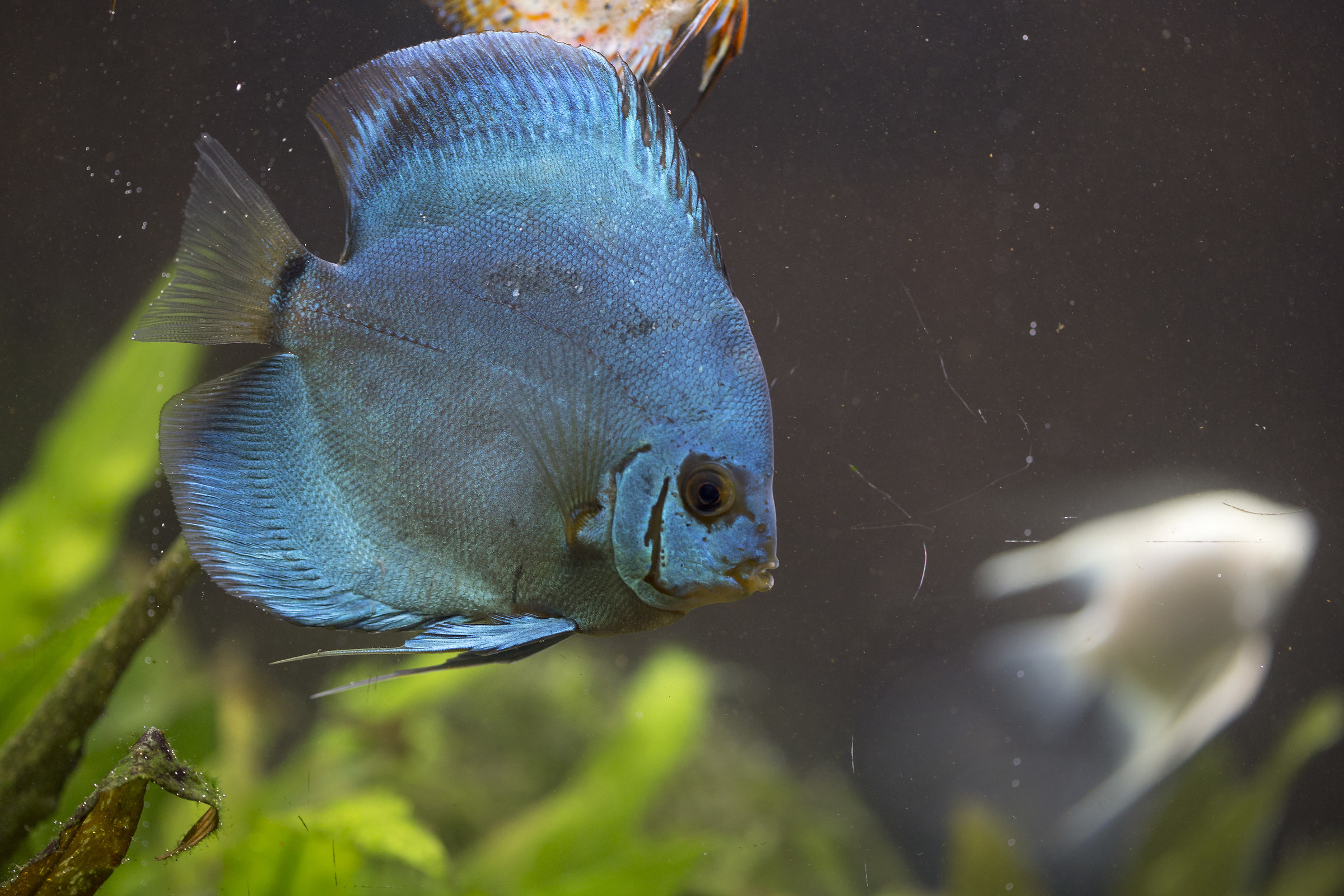 Discus "blue diamond"