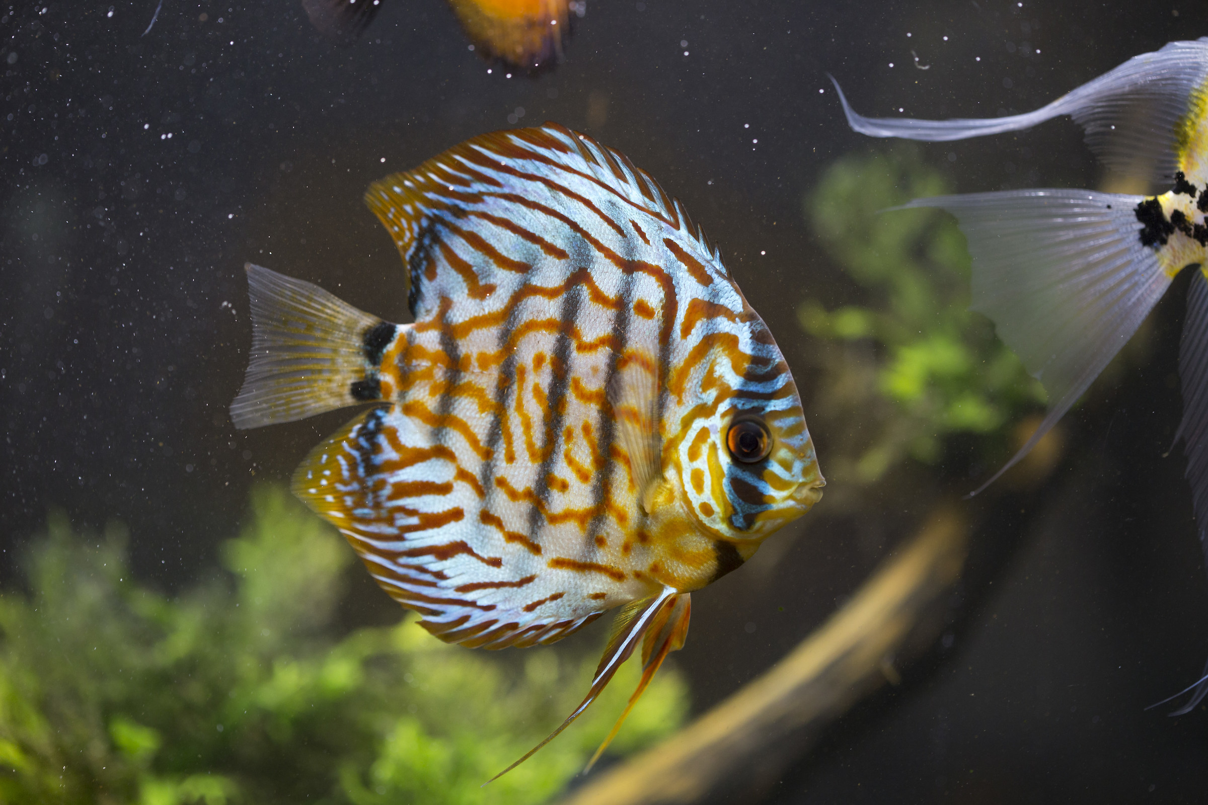 Discus "Red Turquoise"