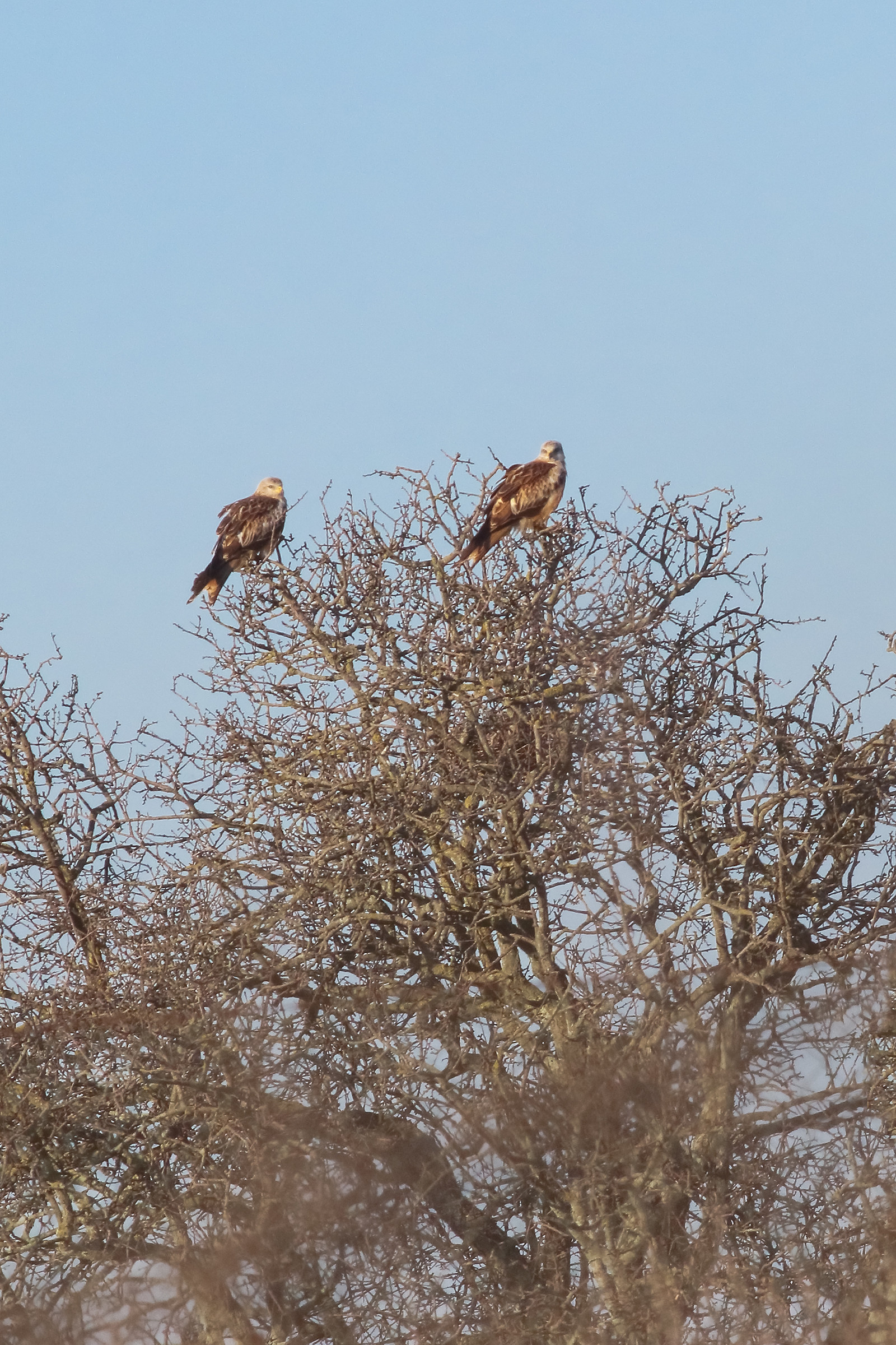 Red Kite pair