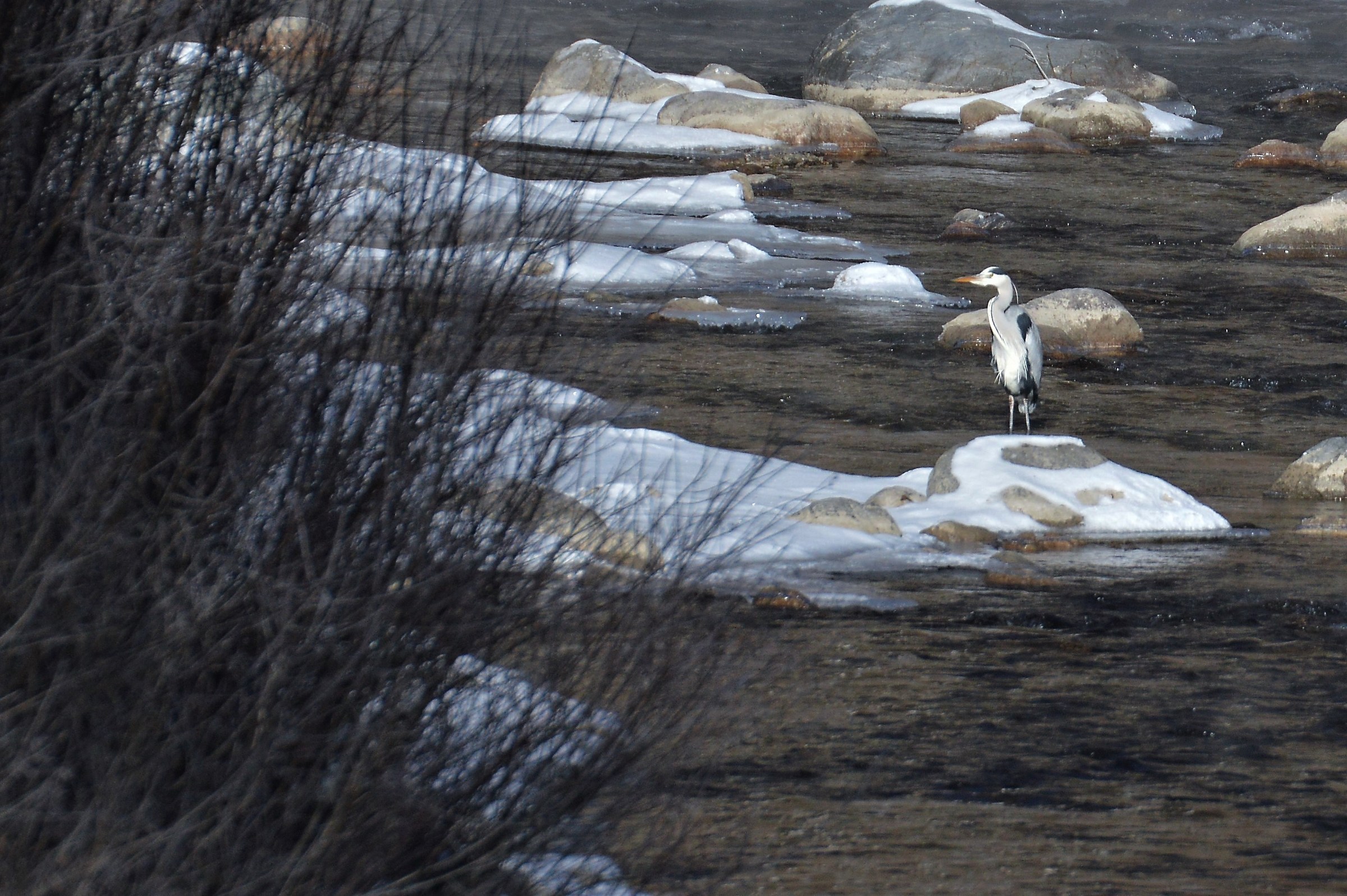 airone sul Piave -gennaio 2017