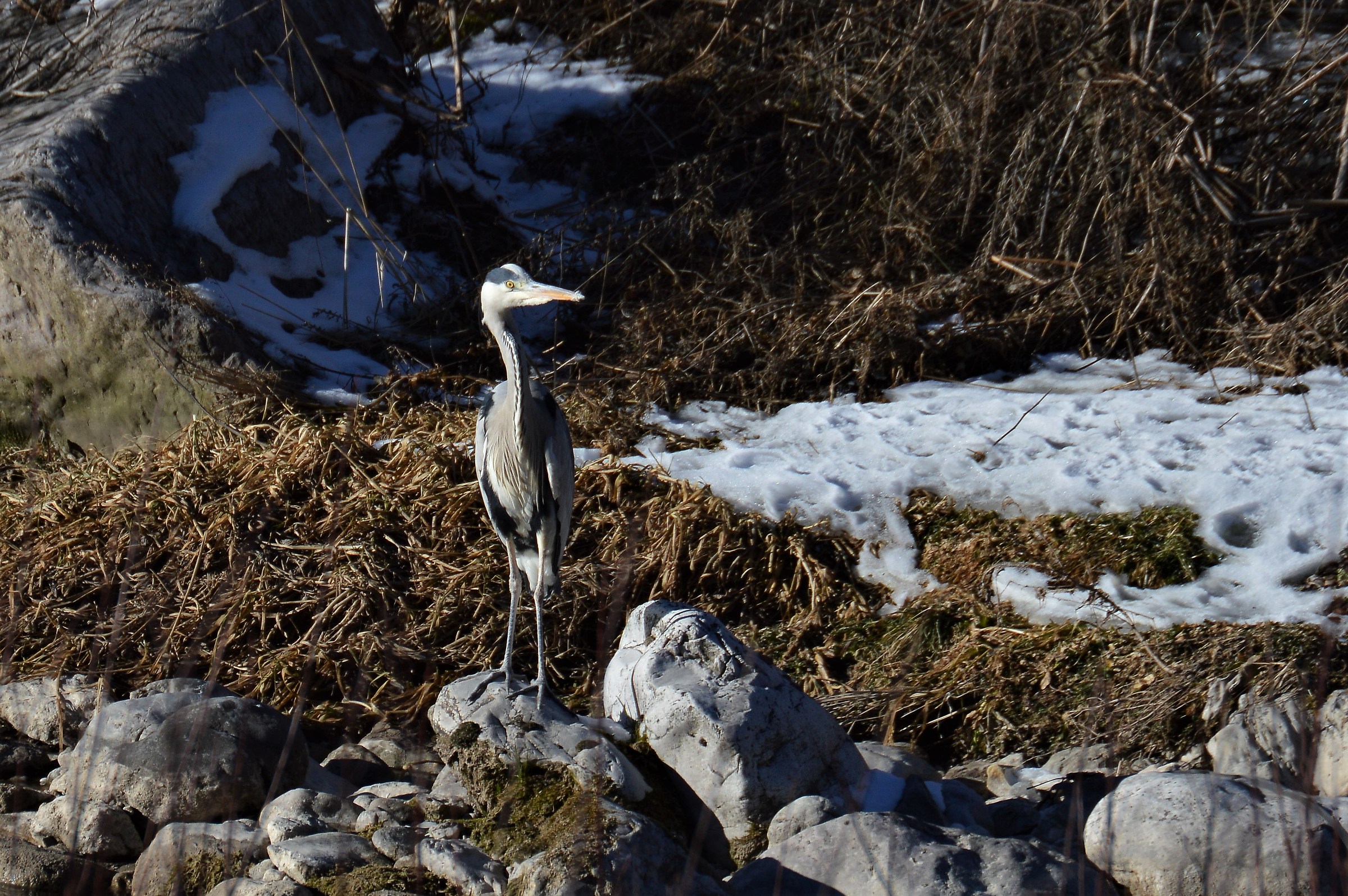 cenerino gennaio 2017