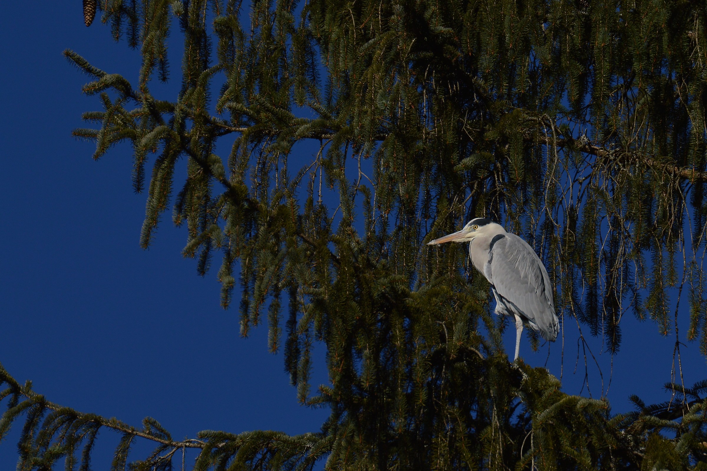 airone su abete rosso