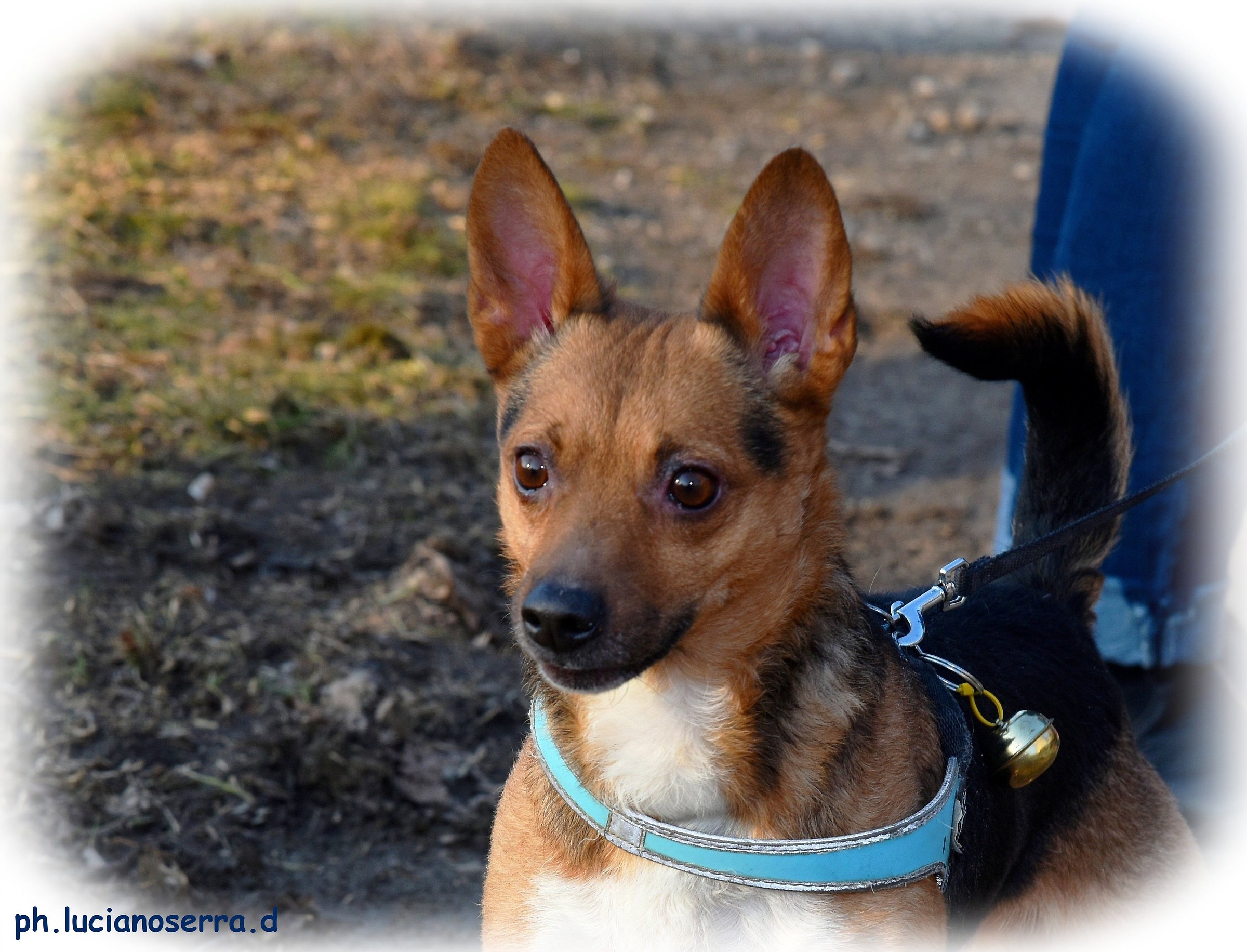 Festa di Sant'Antonio Abate