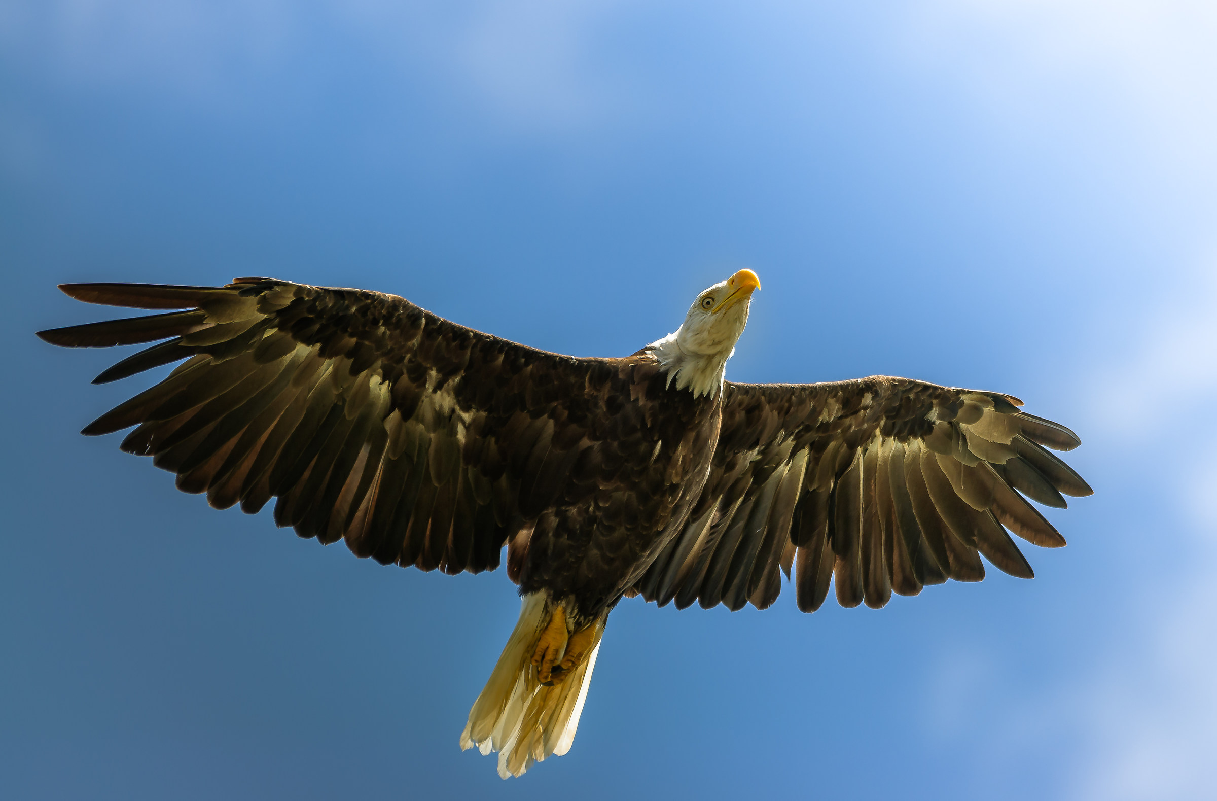Aquila testa bianca in volo