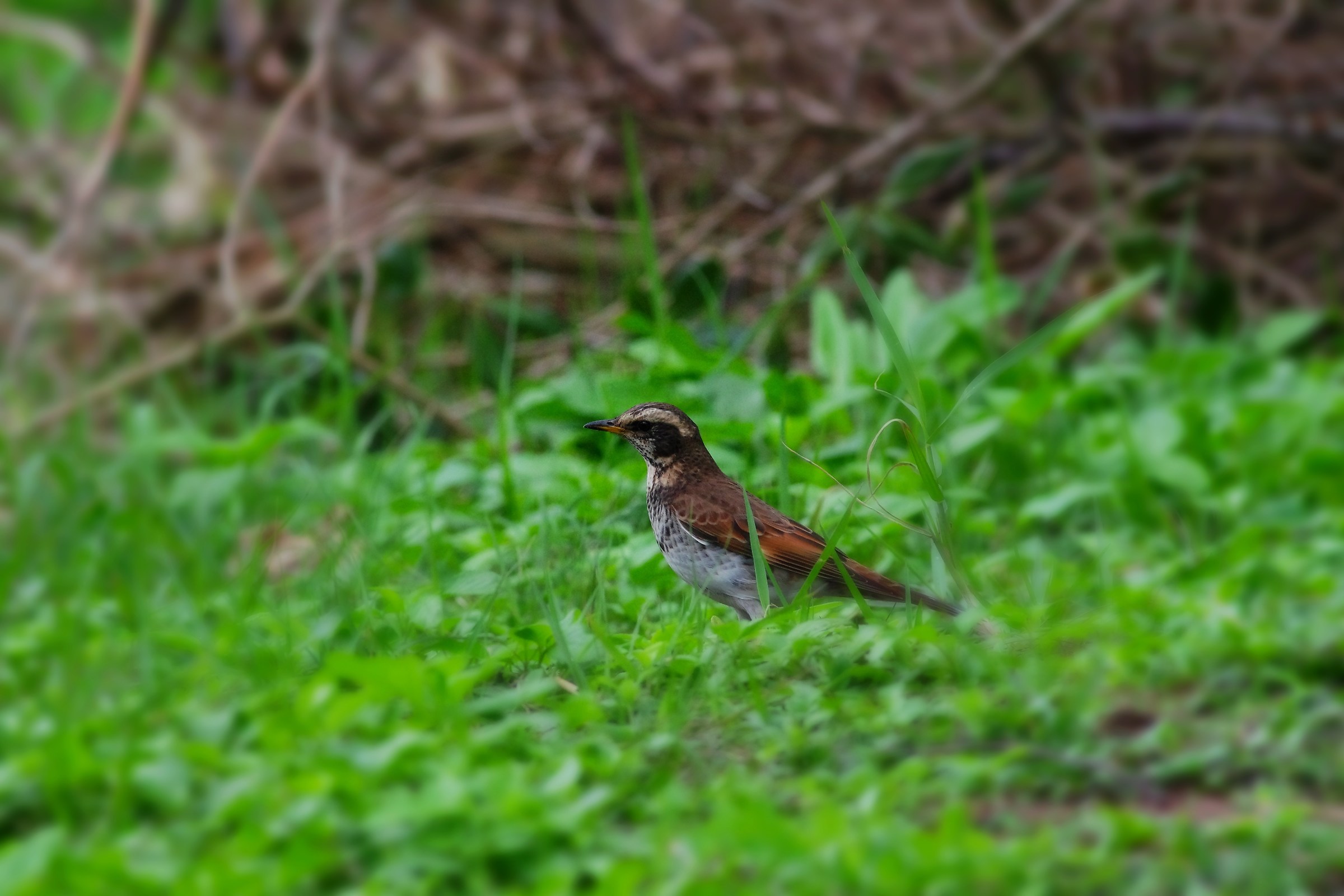 Dusky Thrush