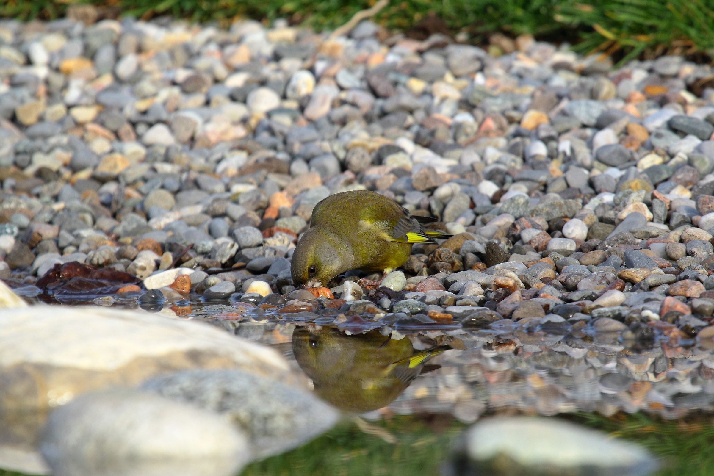 Green Finch (chioris chioris)