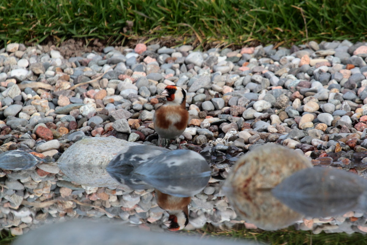 Goldfinch (Carduelis carduelis)