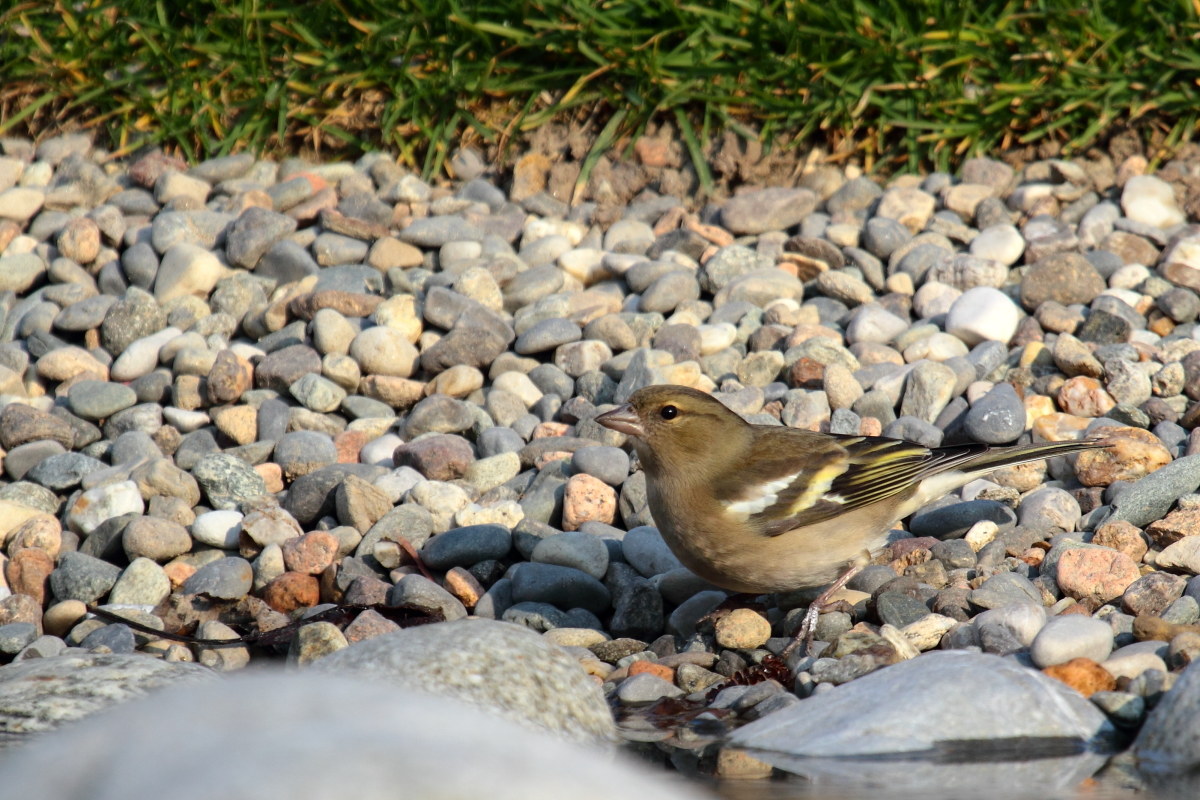 Chaffinch (Fringilla coelebs)