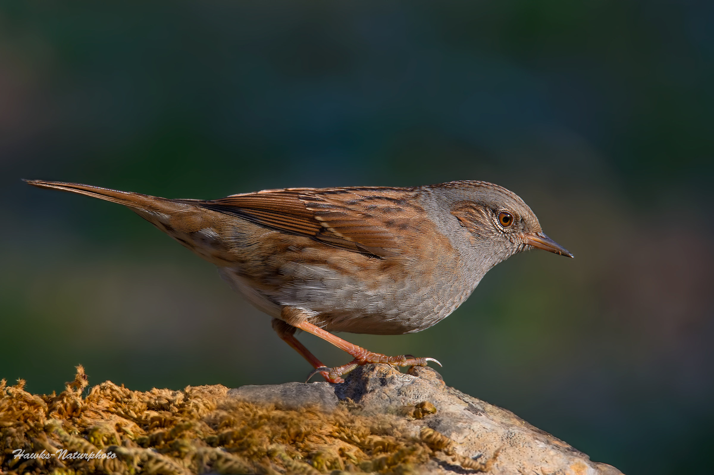 Dunnock