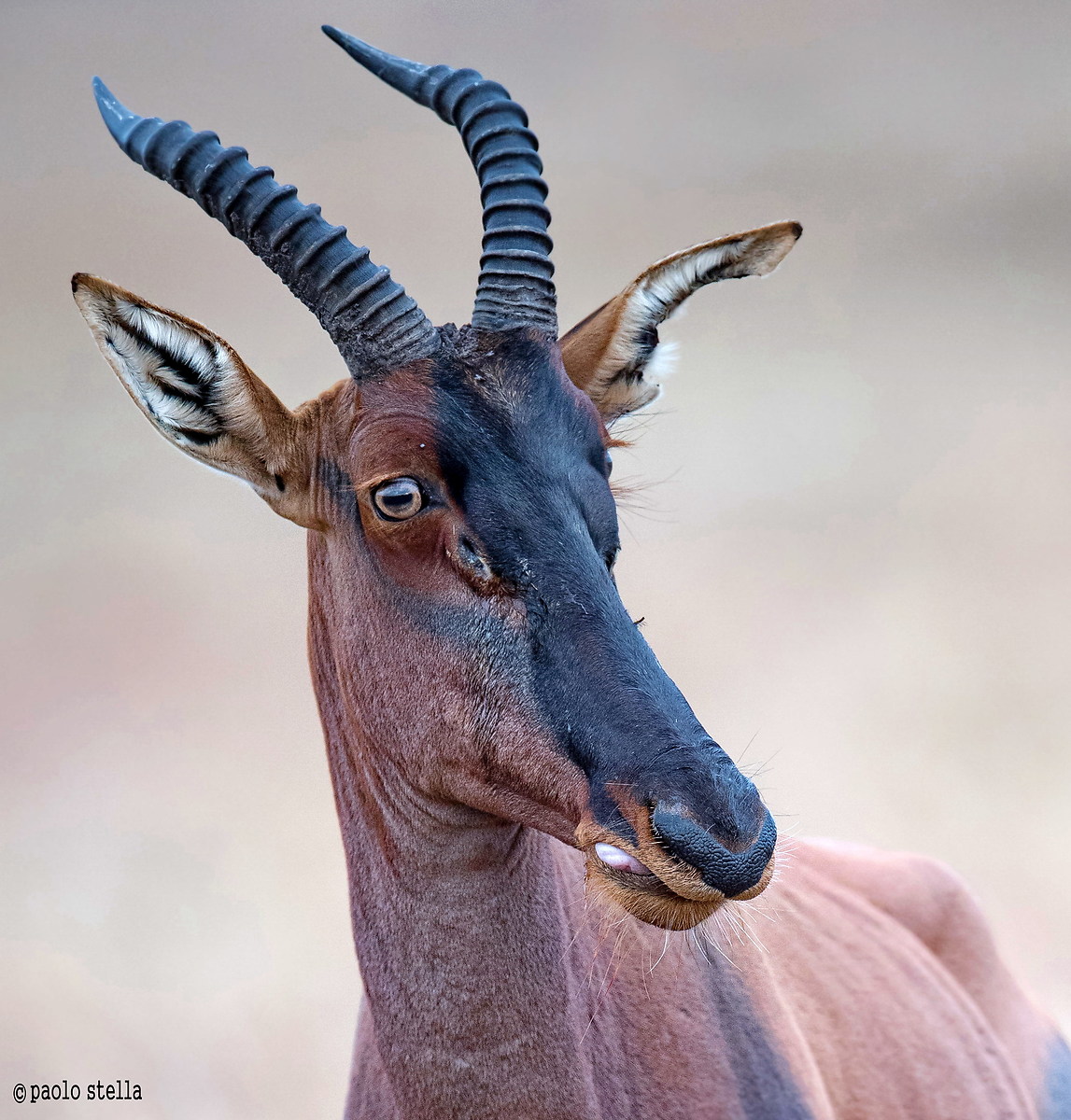 la smorfia del damalisco