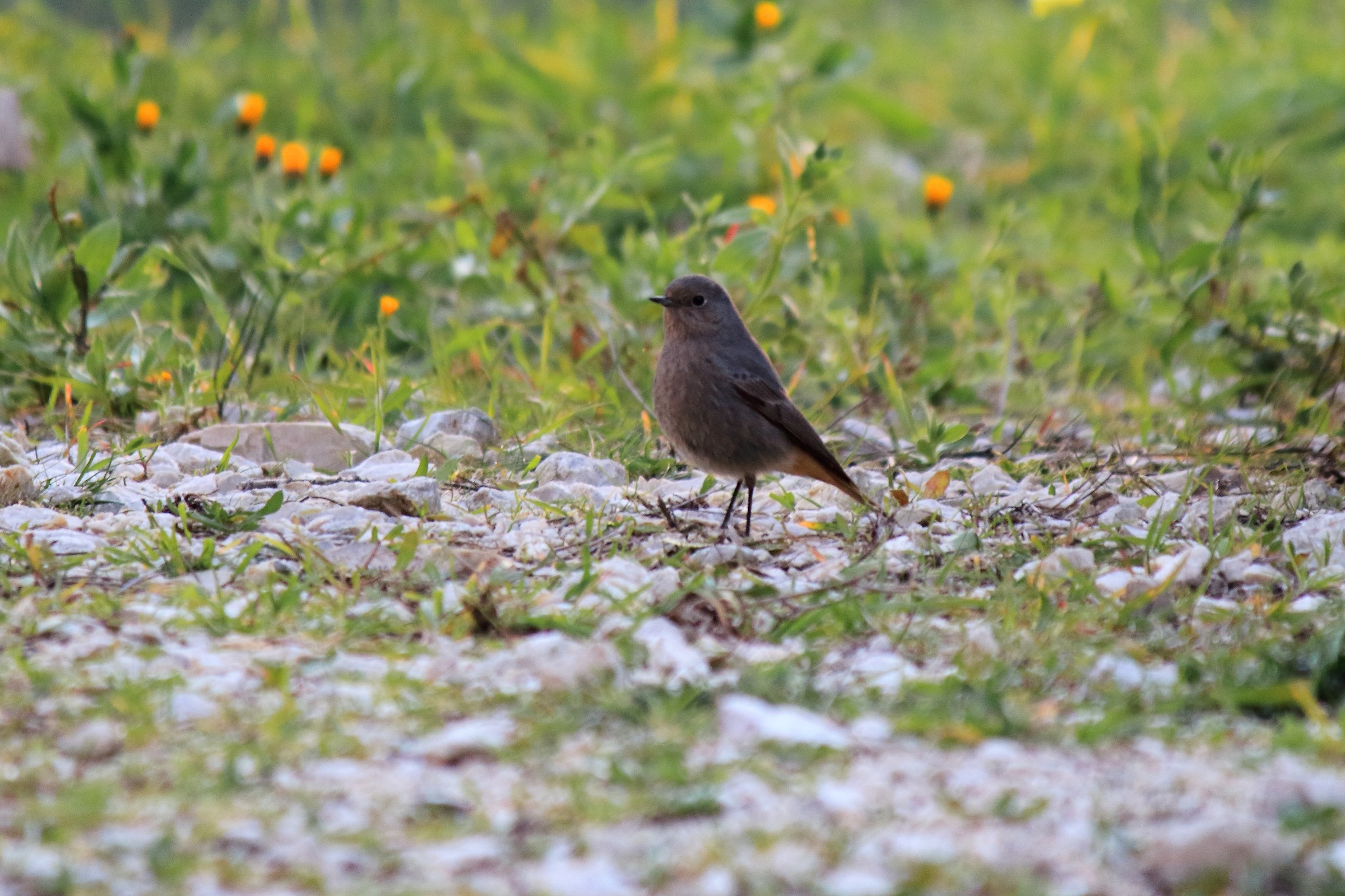 un piccolo volatile 1