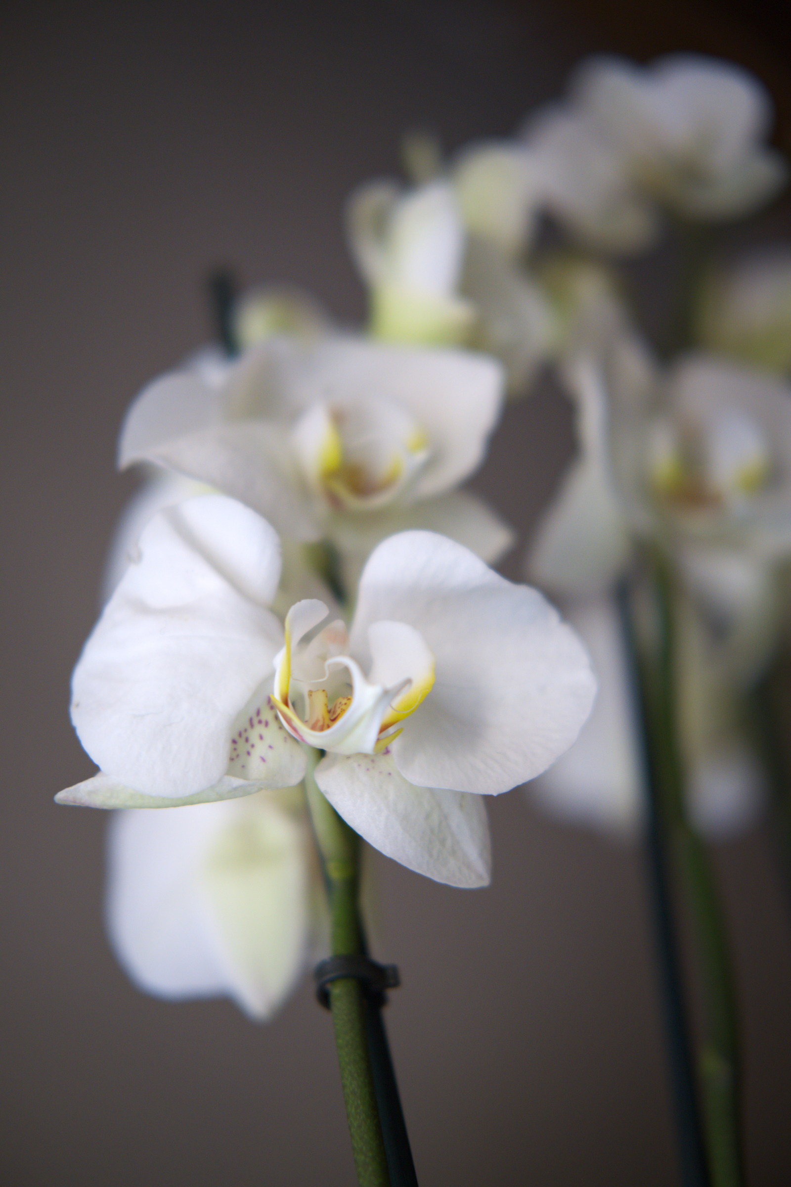 Orchid