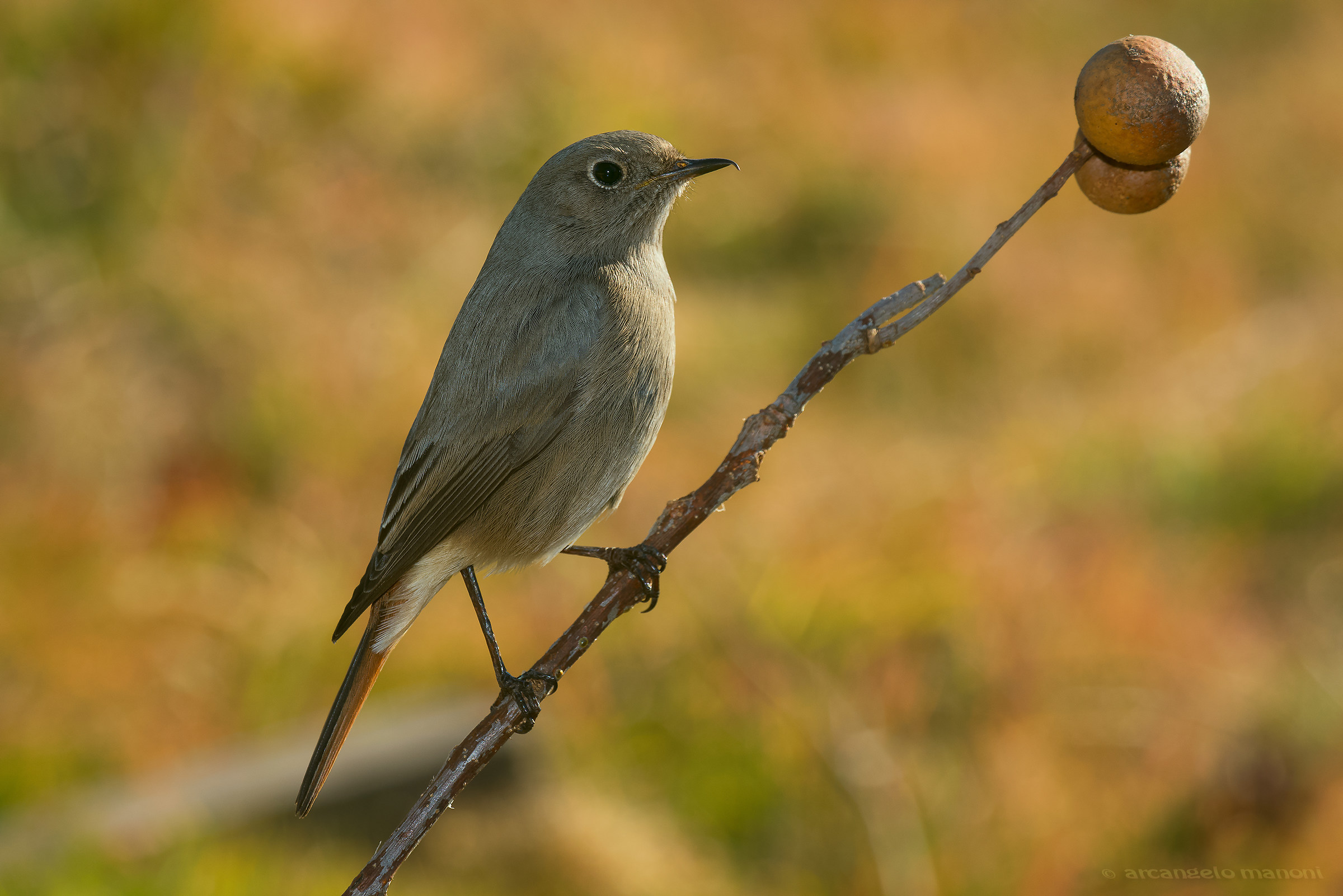 And yet they are two