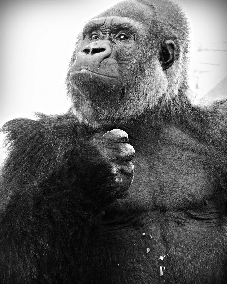 Gorilla