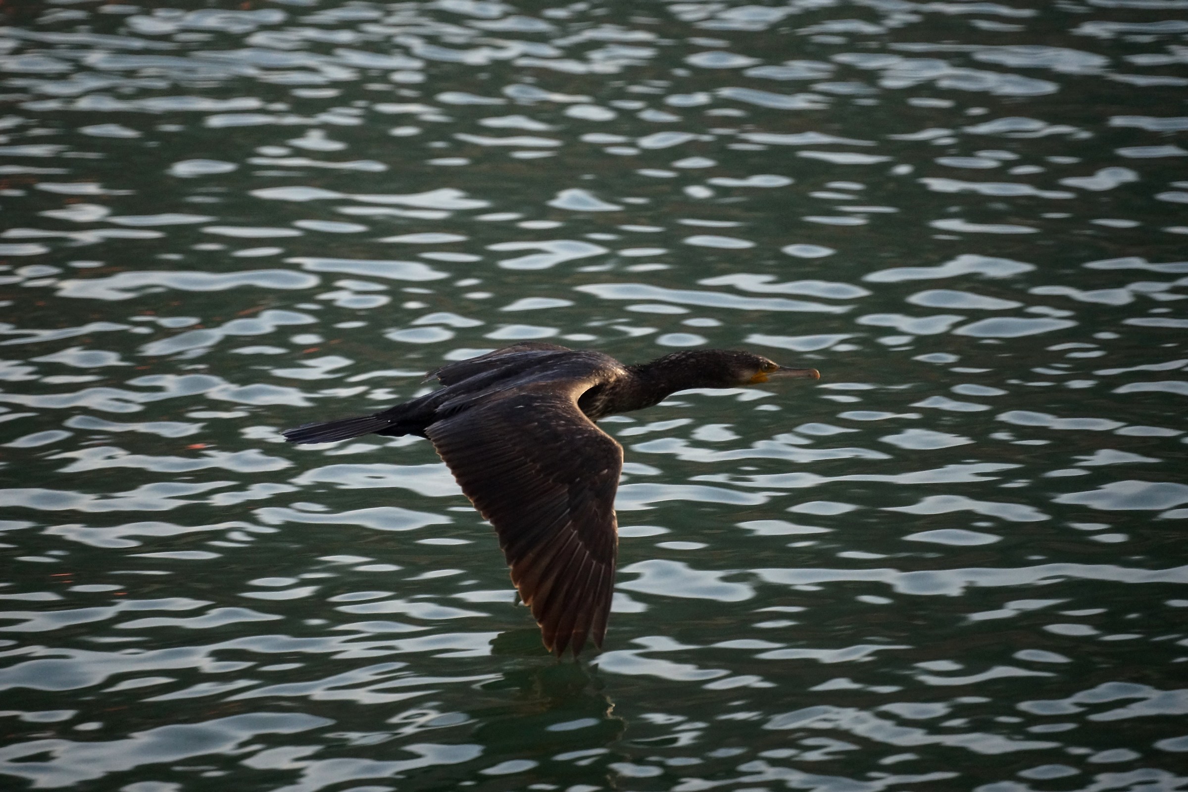 Cormorano in volo, al volo.
