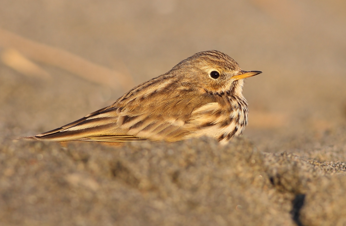 Pipit