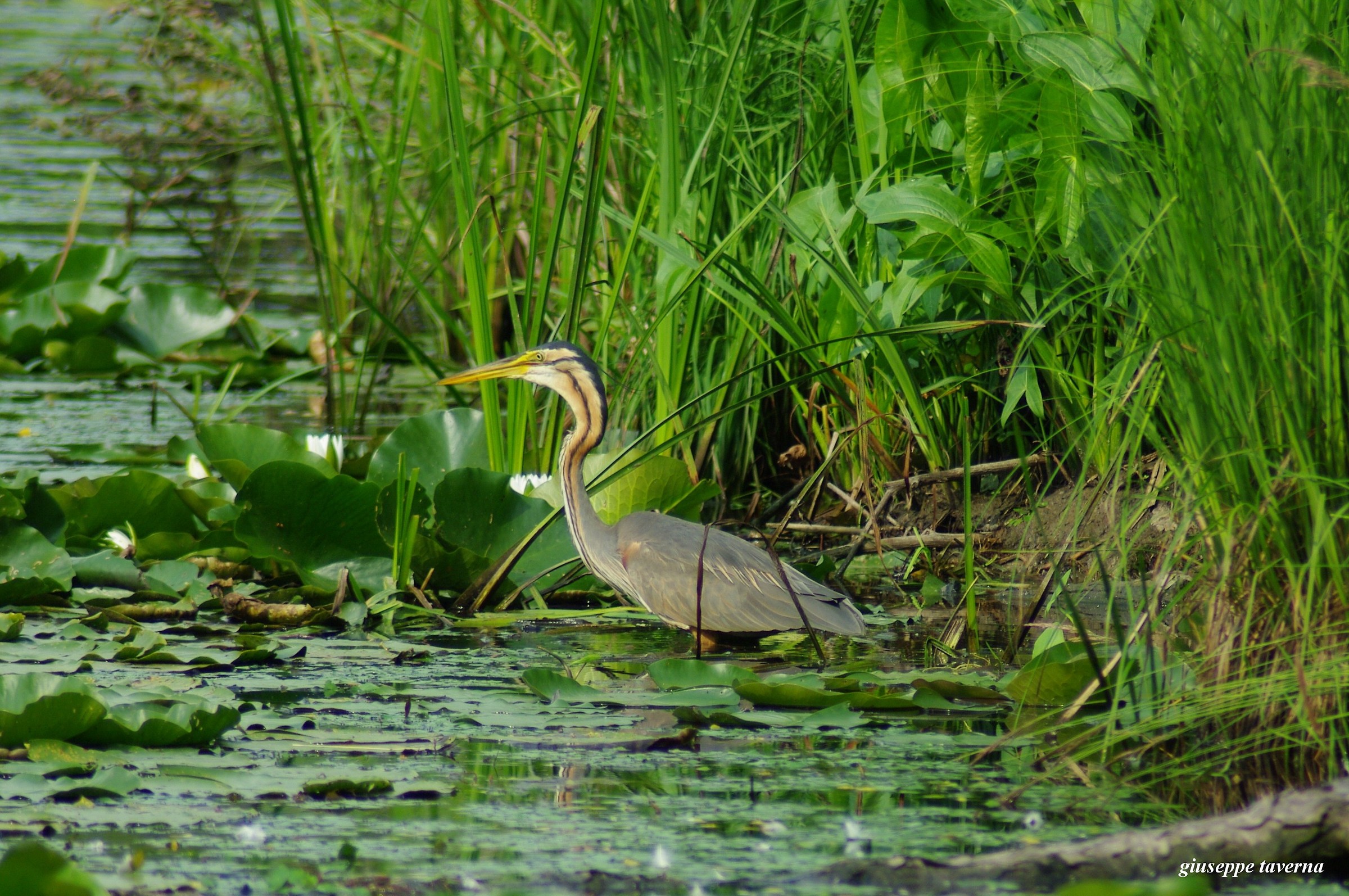 Purple Heron ()