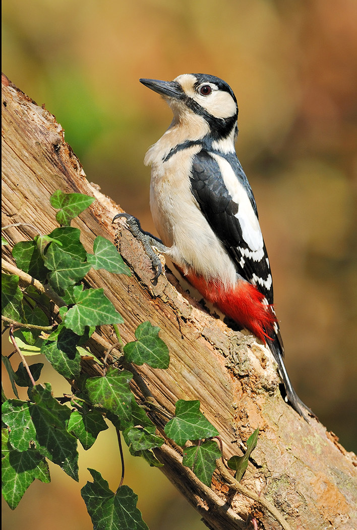 Great Spotted Woodpecker