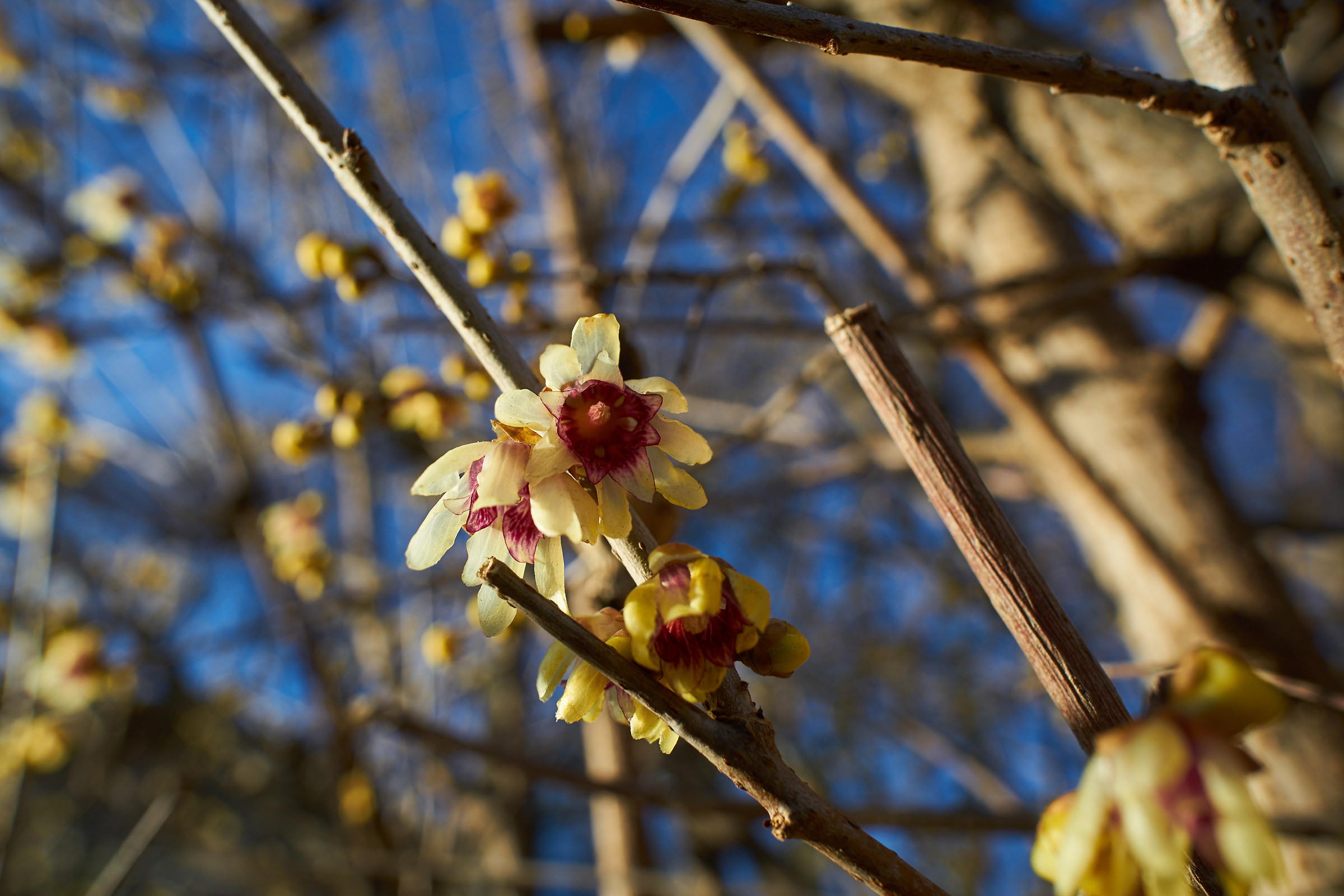 Chimonanthus