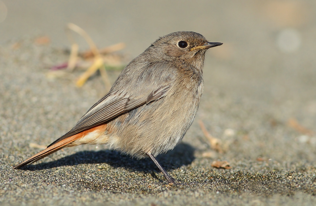 black redstart