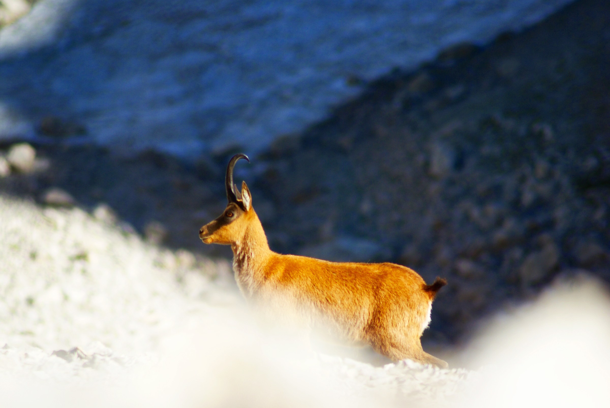 Apennine chamois