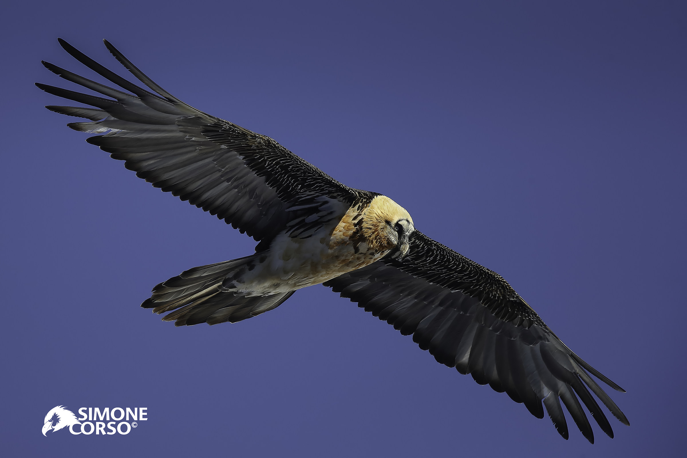 Bearded Vulture