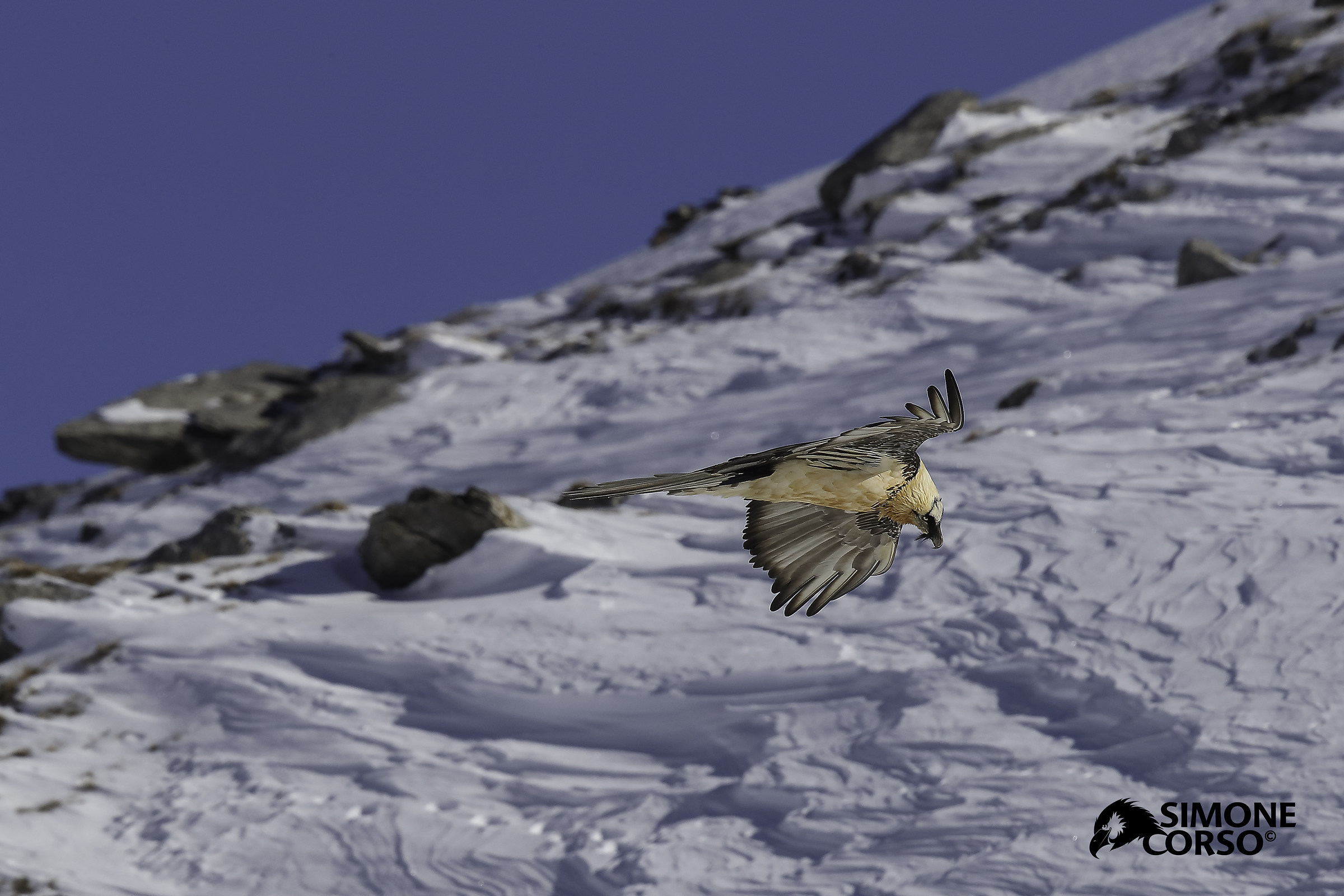 Bearded Vulture