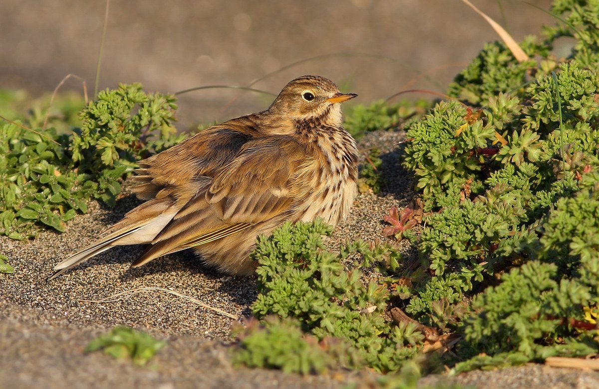 Pipit