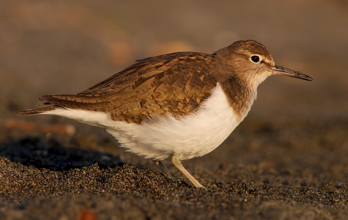 Common Sandpiper