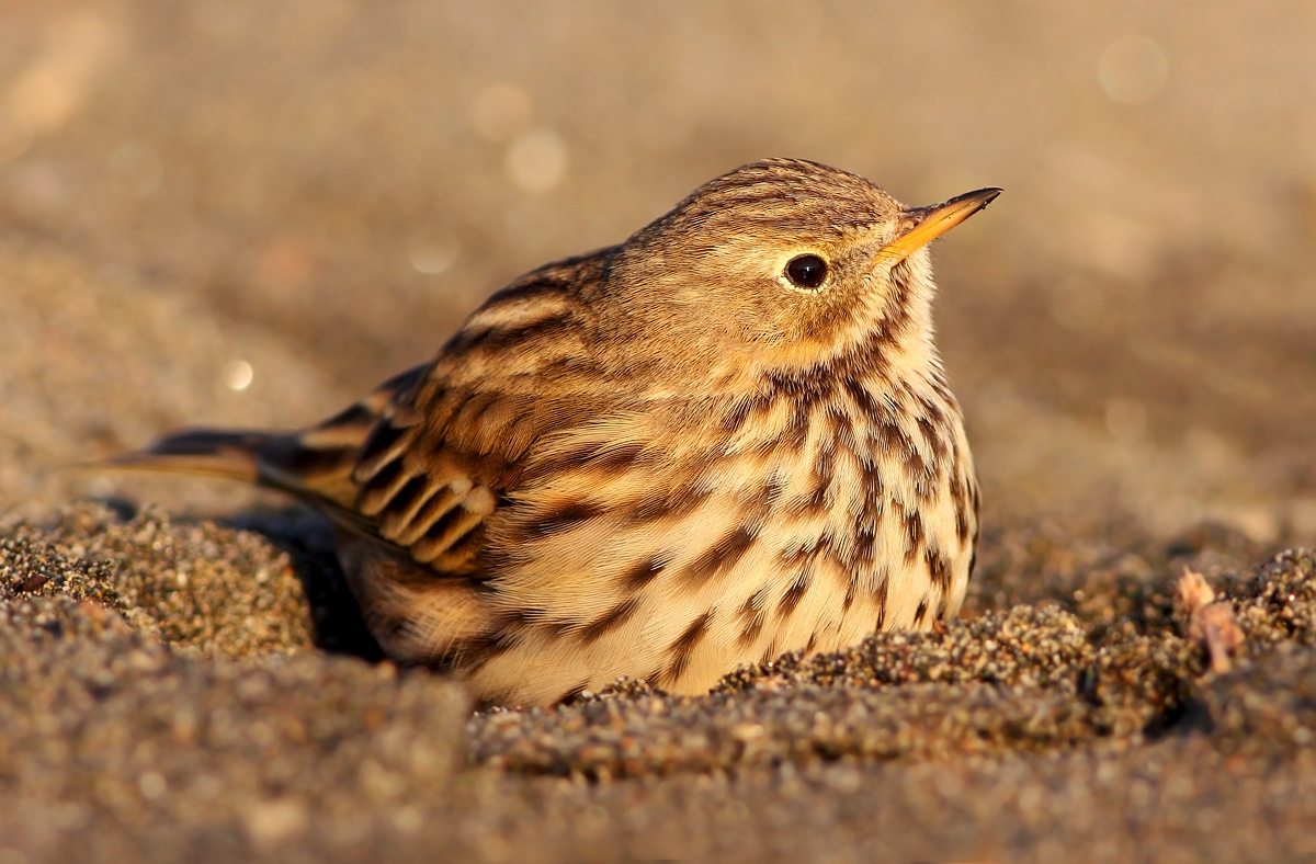 Pipit