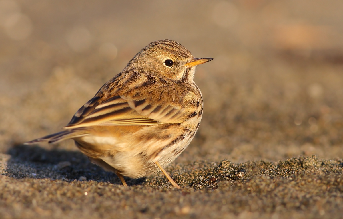 Pipit