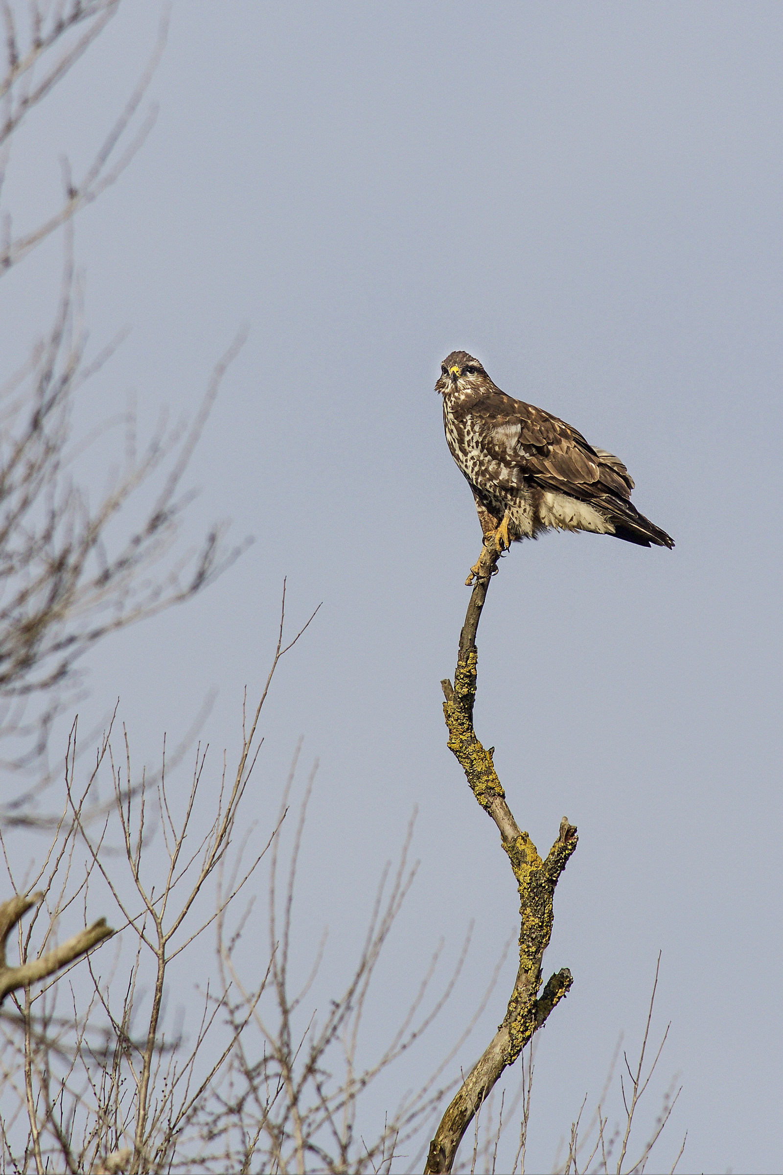 buzzard