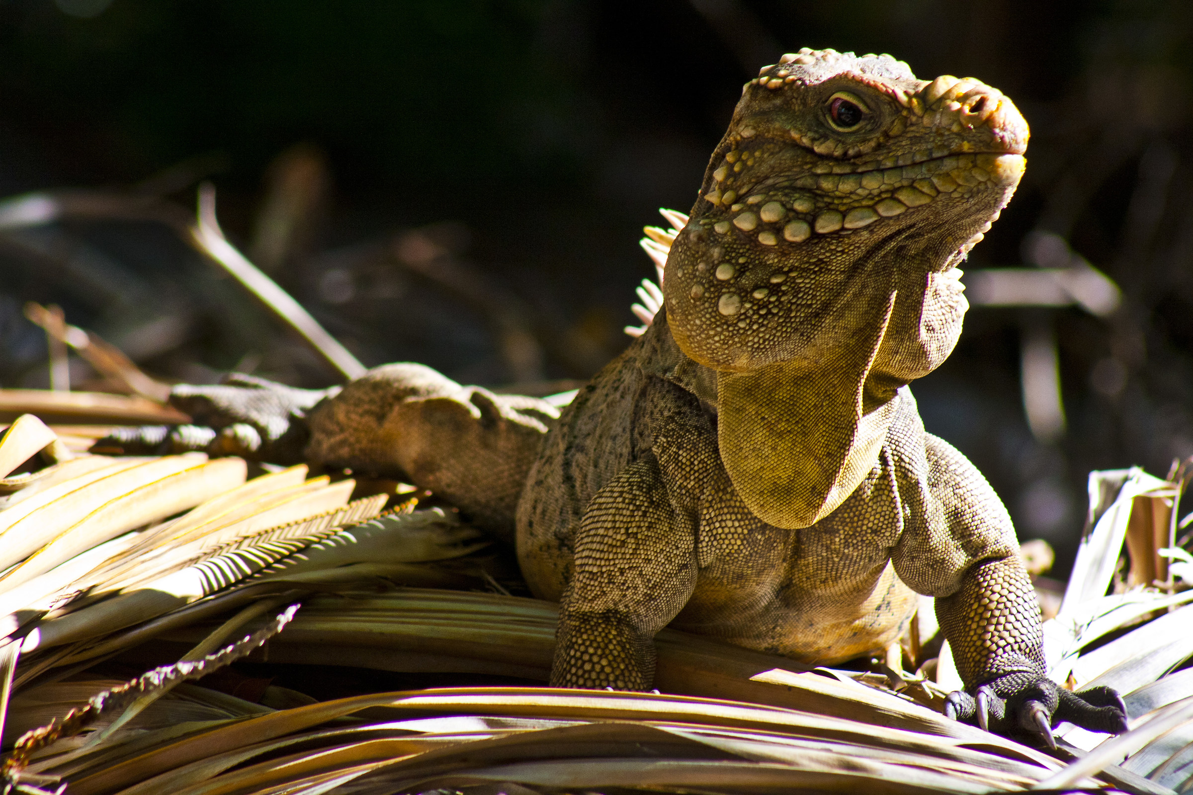 iguana Cuba