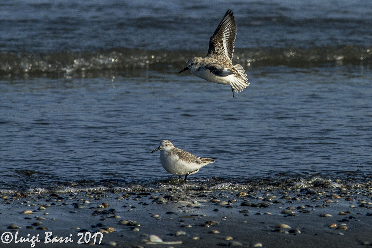Sandpipers toed - Delta del PO