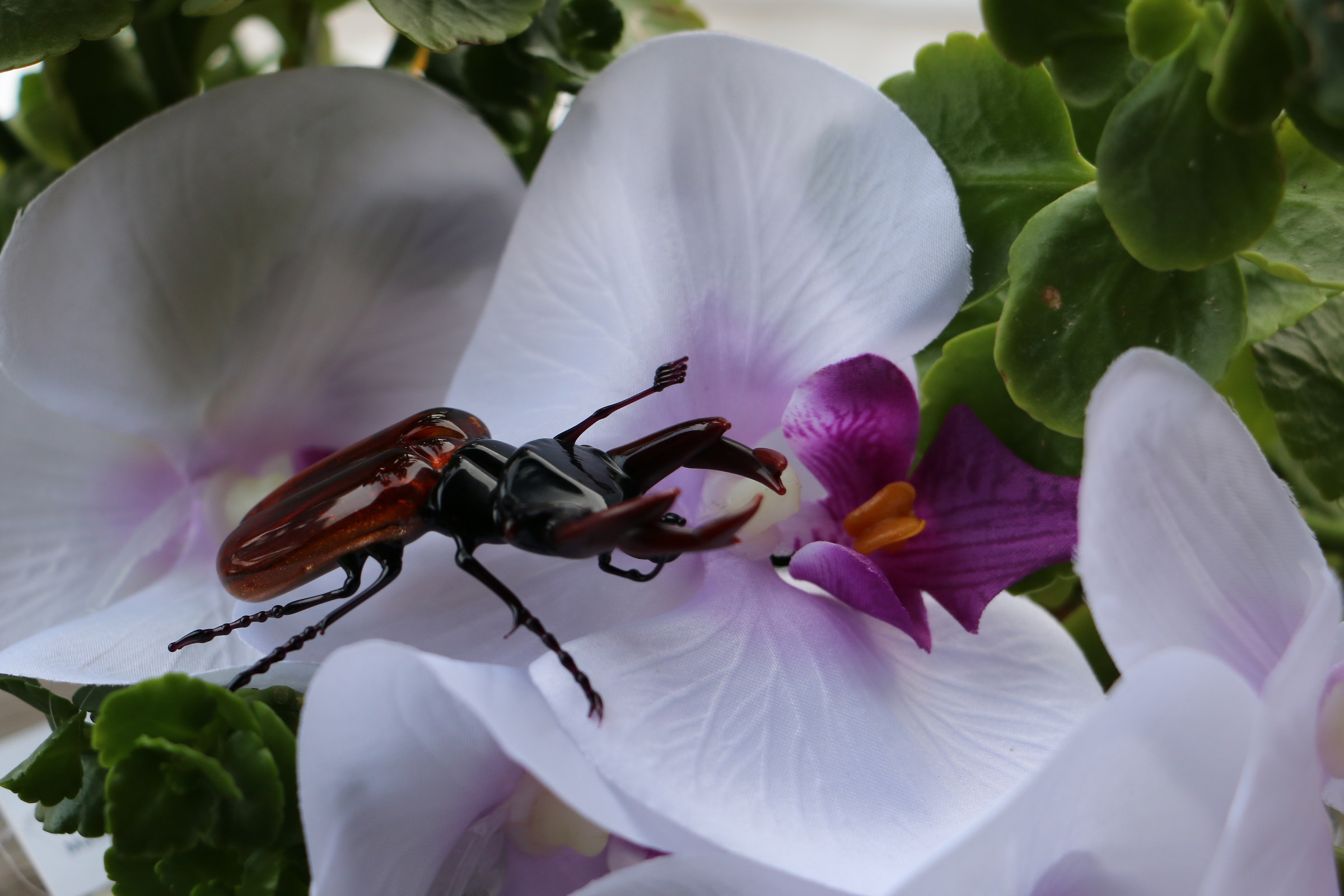 Cervo Reale il mio portafortuna...
