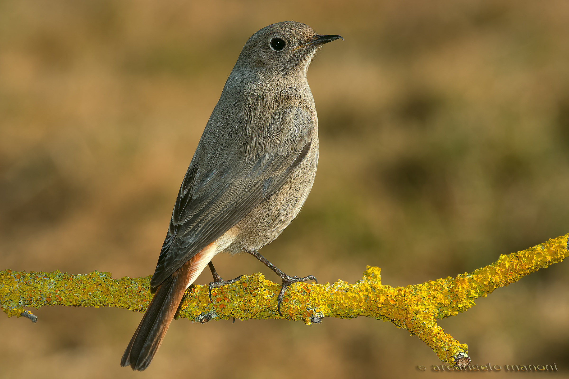 Ritratto al codirosso