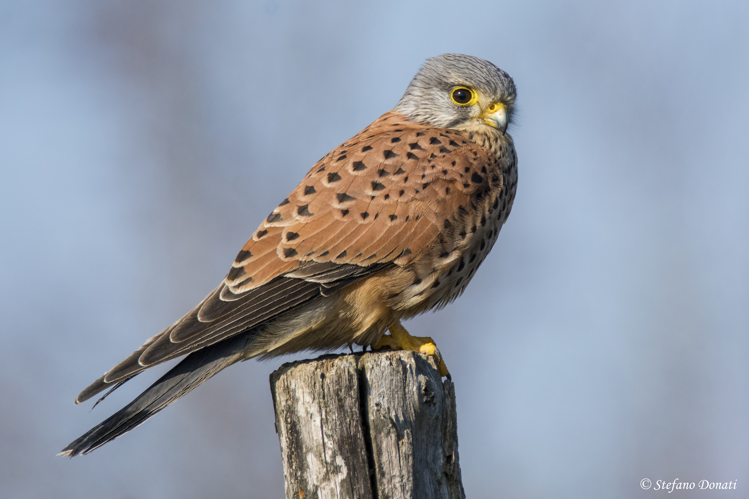 Kestrel posing