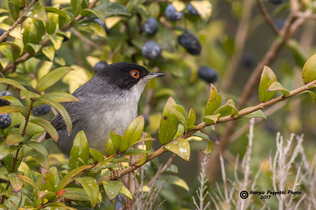 Occhiocotto m. in mezzo alle bacche di mirto