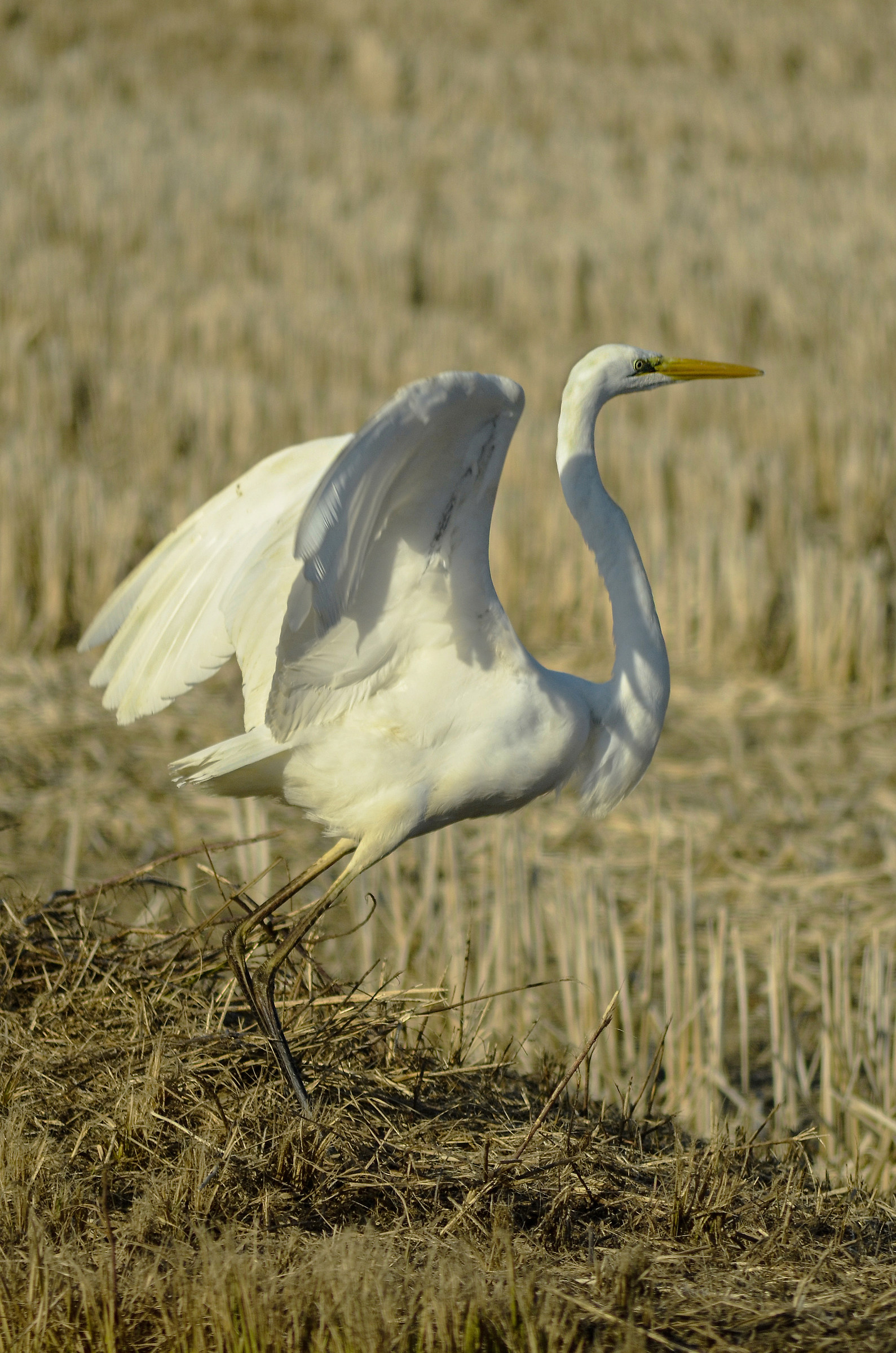 airone bianco maggiore