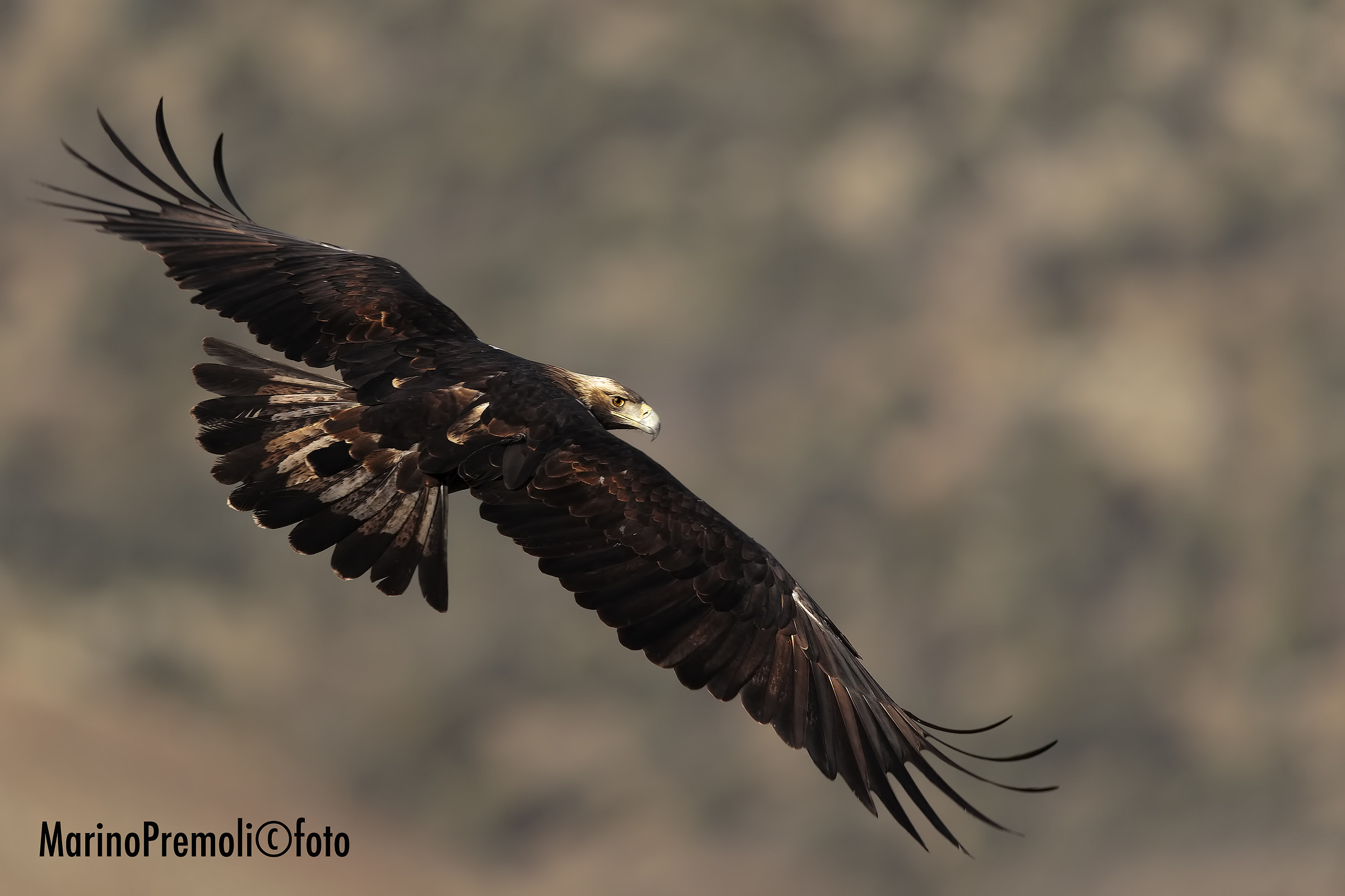 Aquila imperiale spagnola