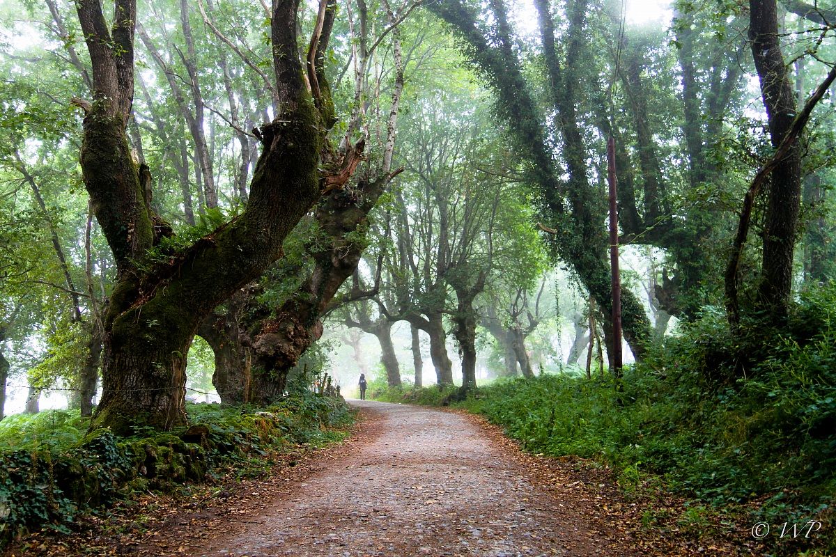 Way vs. Santiago de Compostela