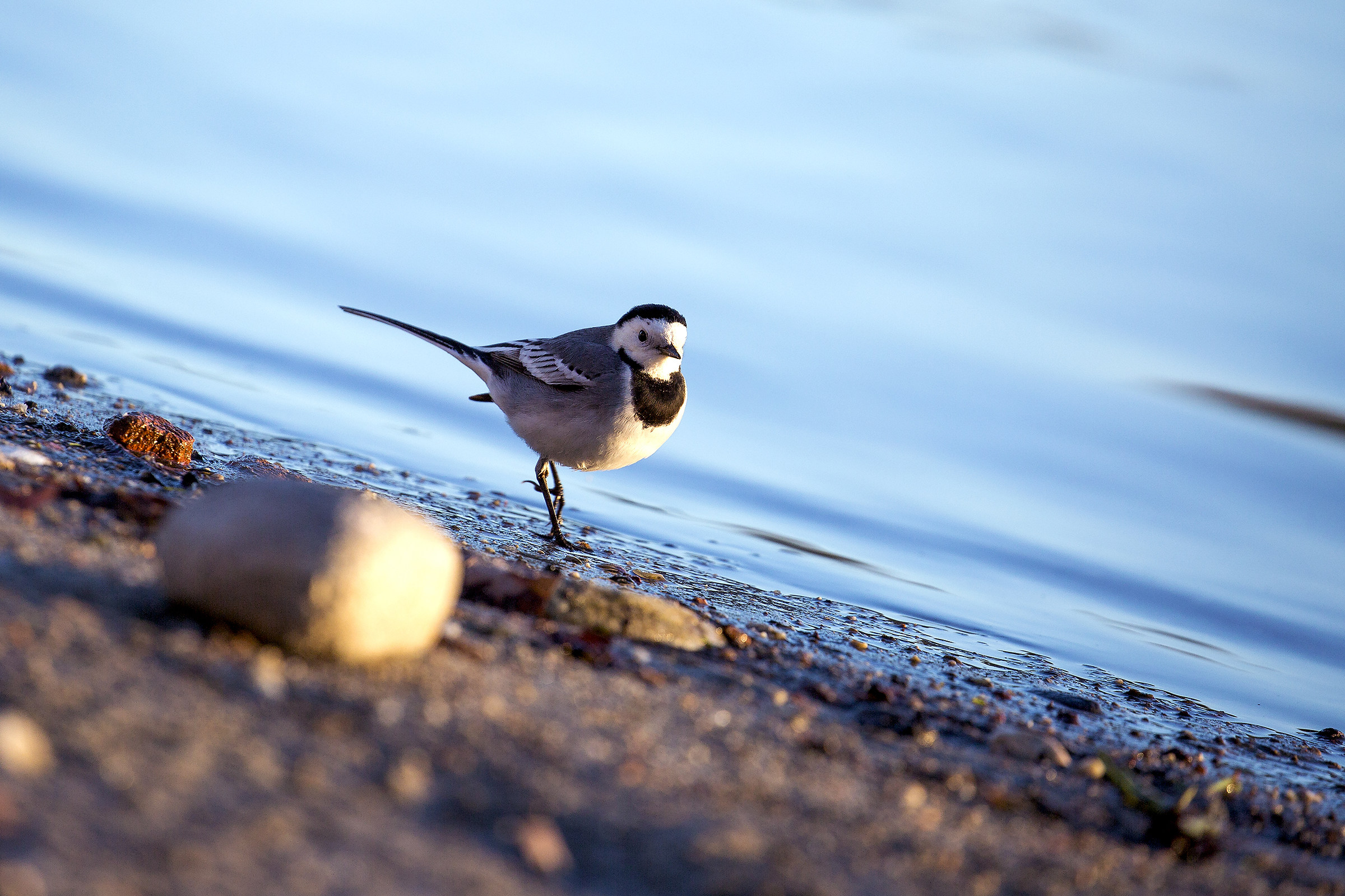 white Wagtail