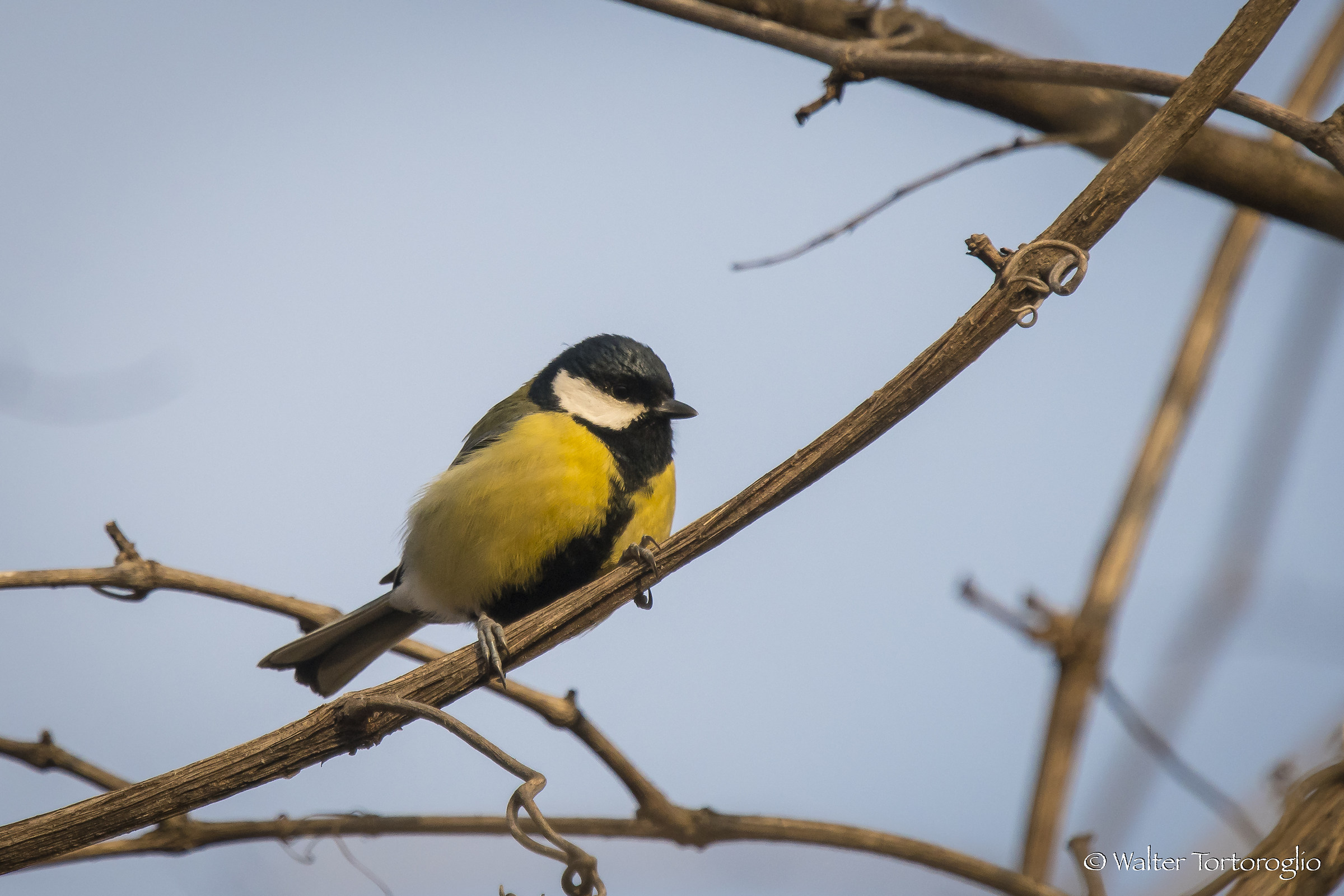 Great Tit