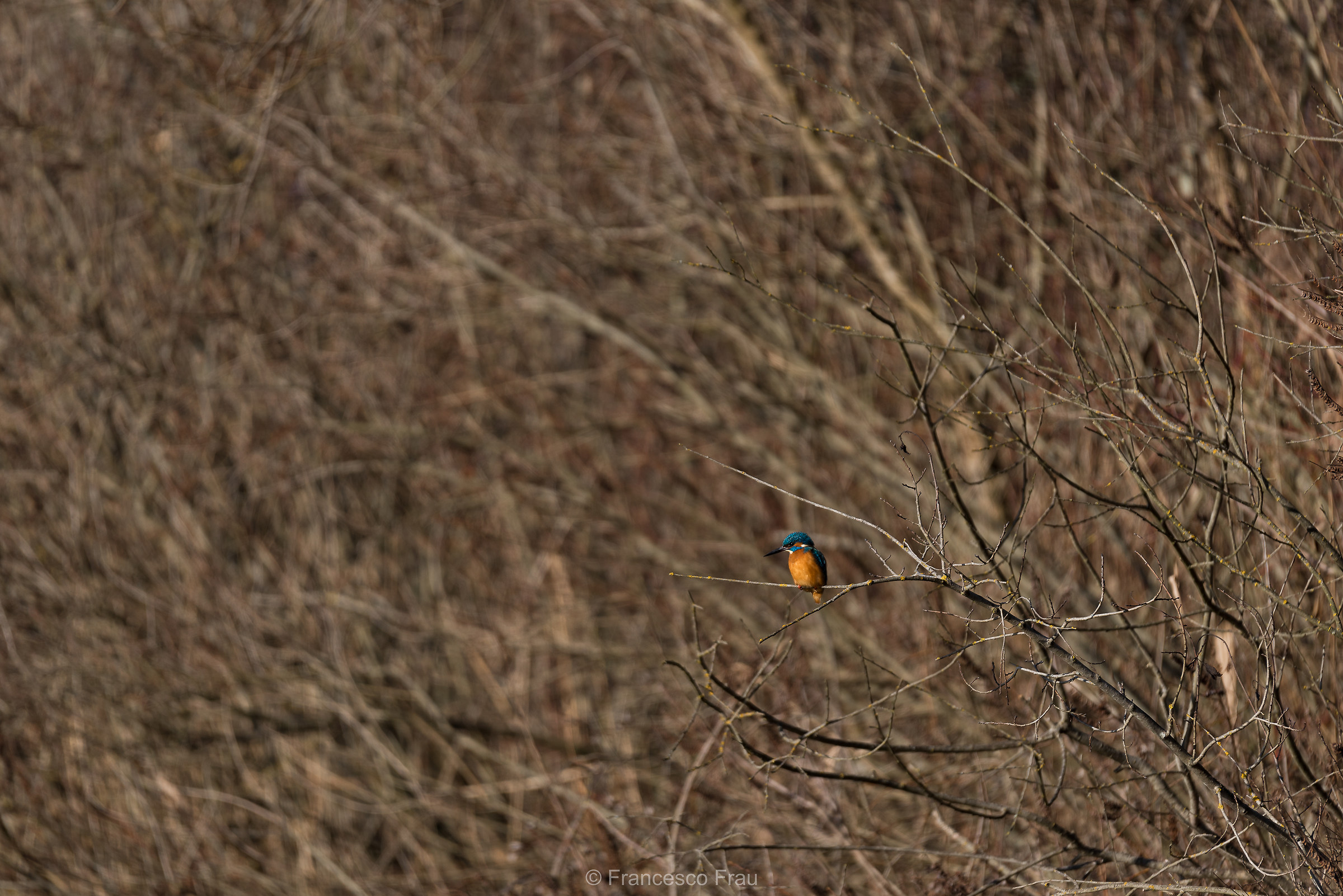Un martino...un pò timido!
