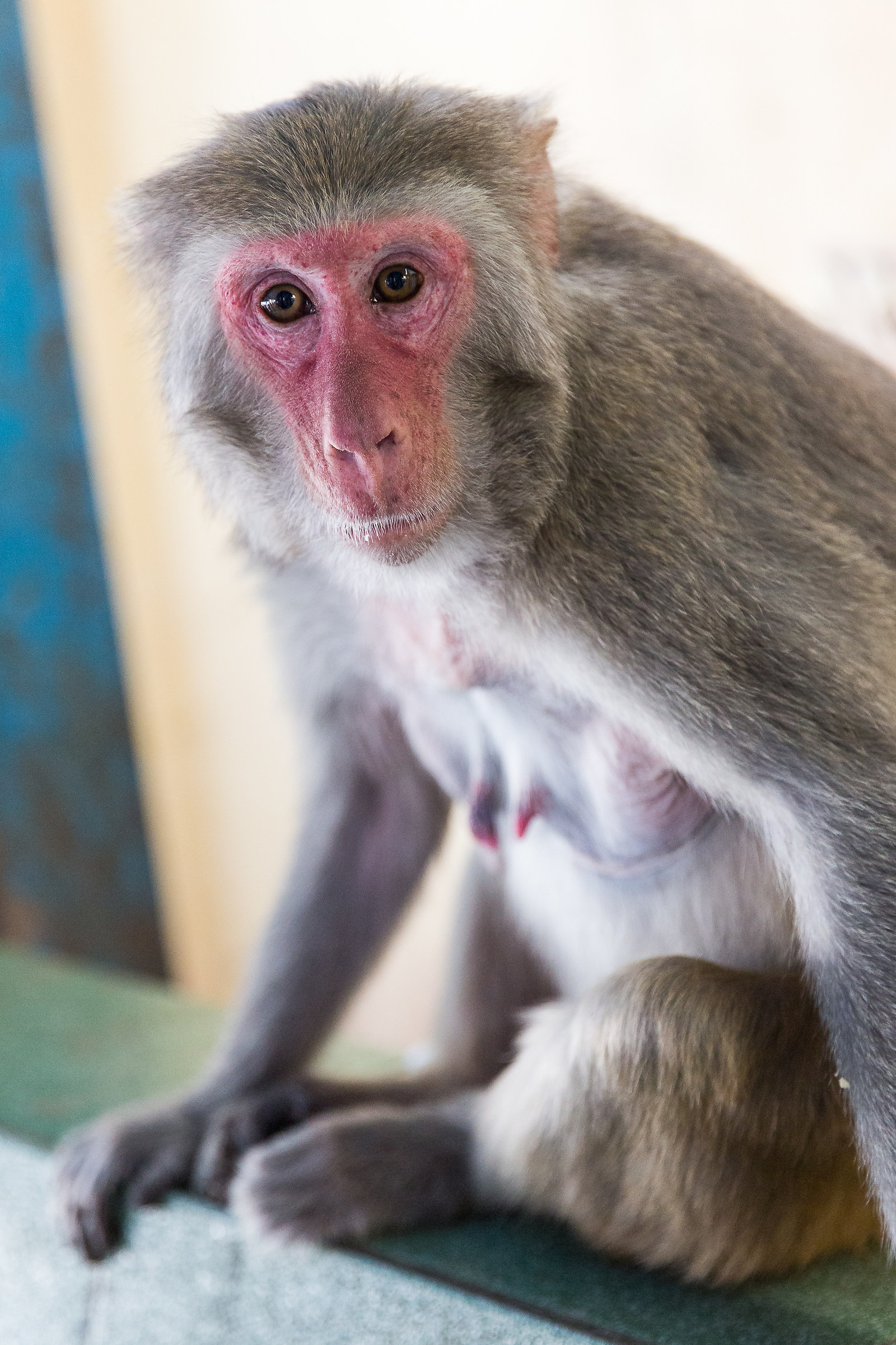 Scimma sul monte Popa