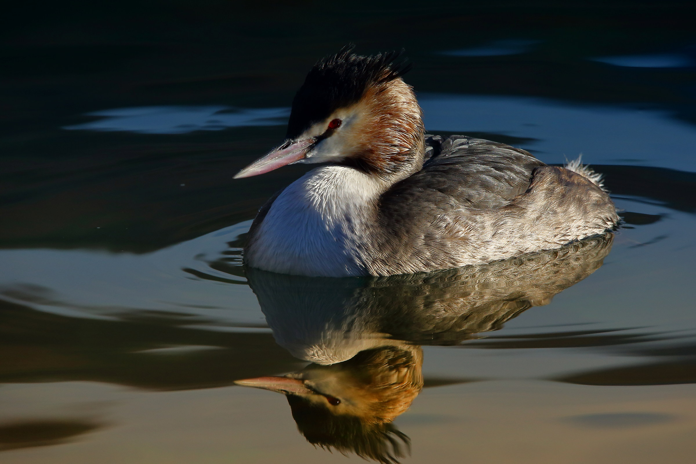 Grebe