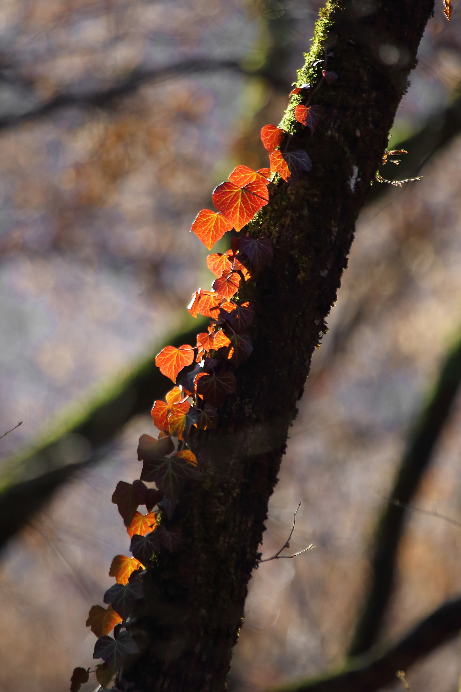 Castelvecchio forest