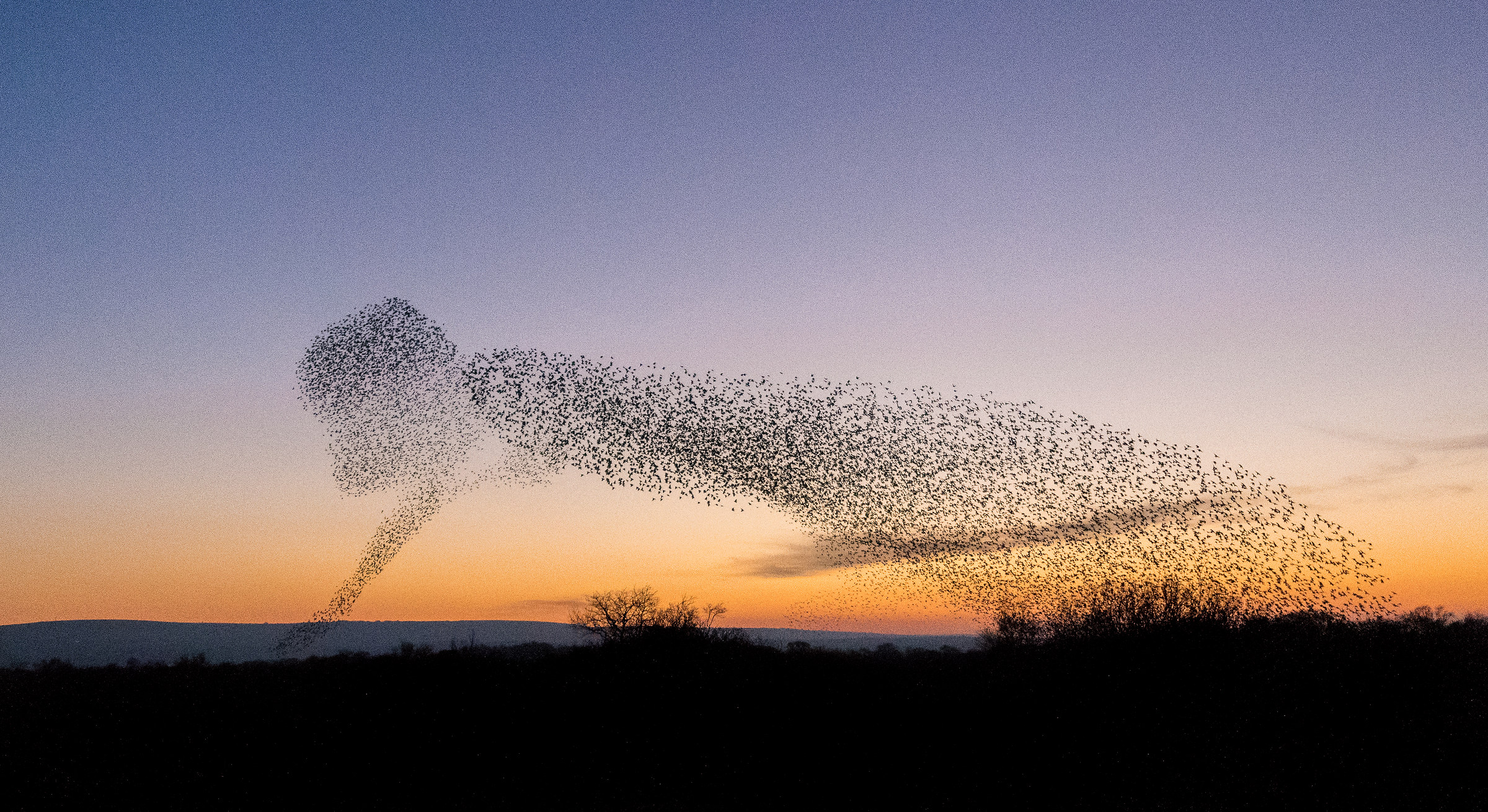 Un Lacewing con la testa di cavalletta?
