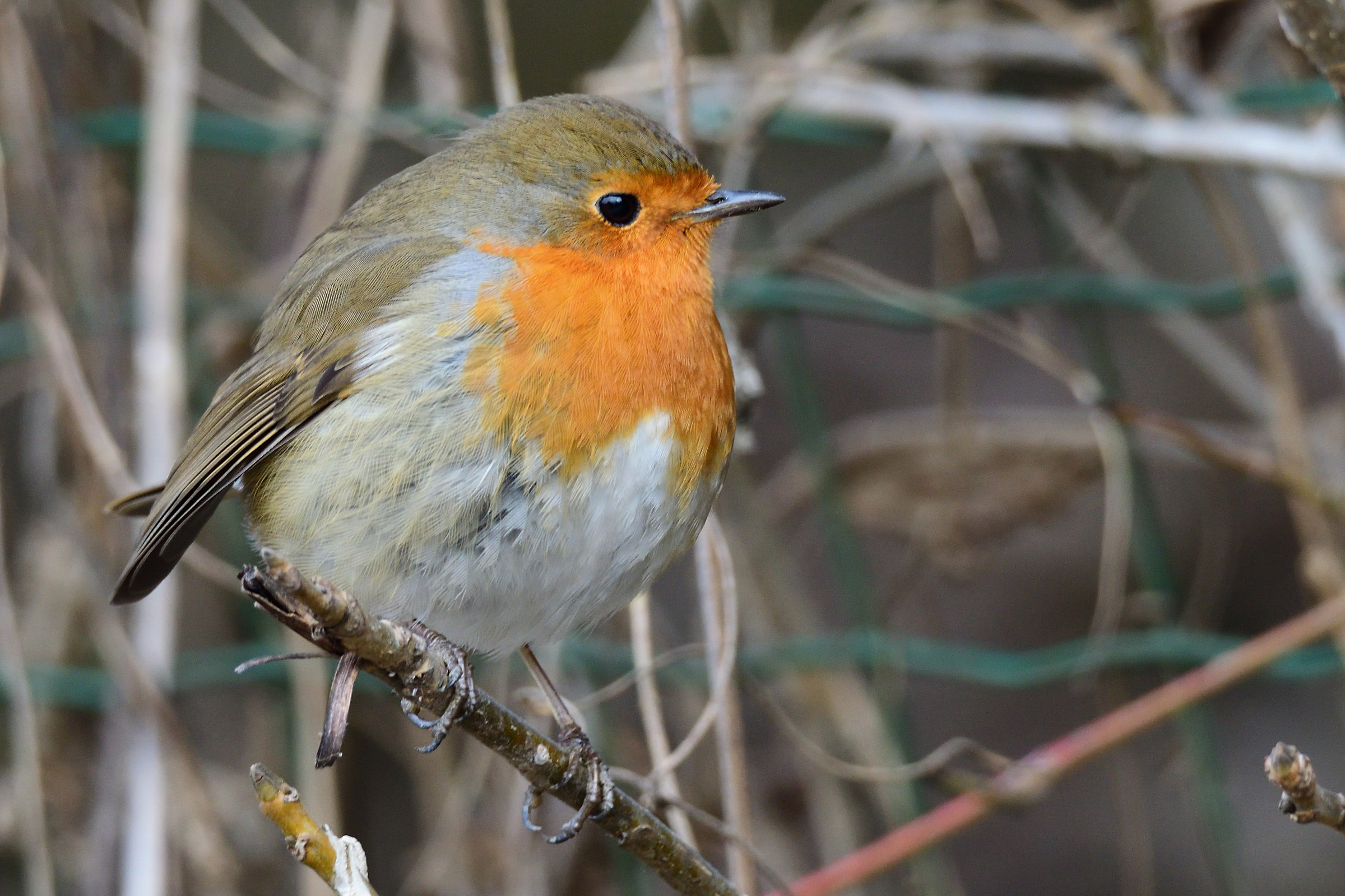 robin