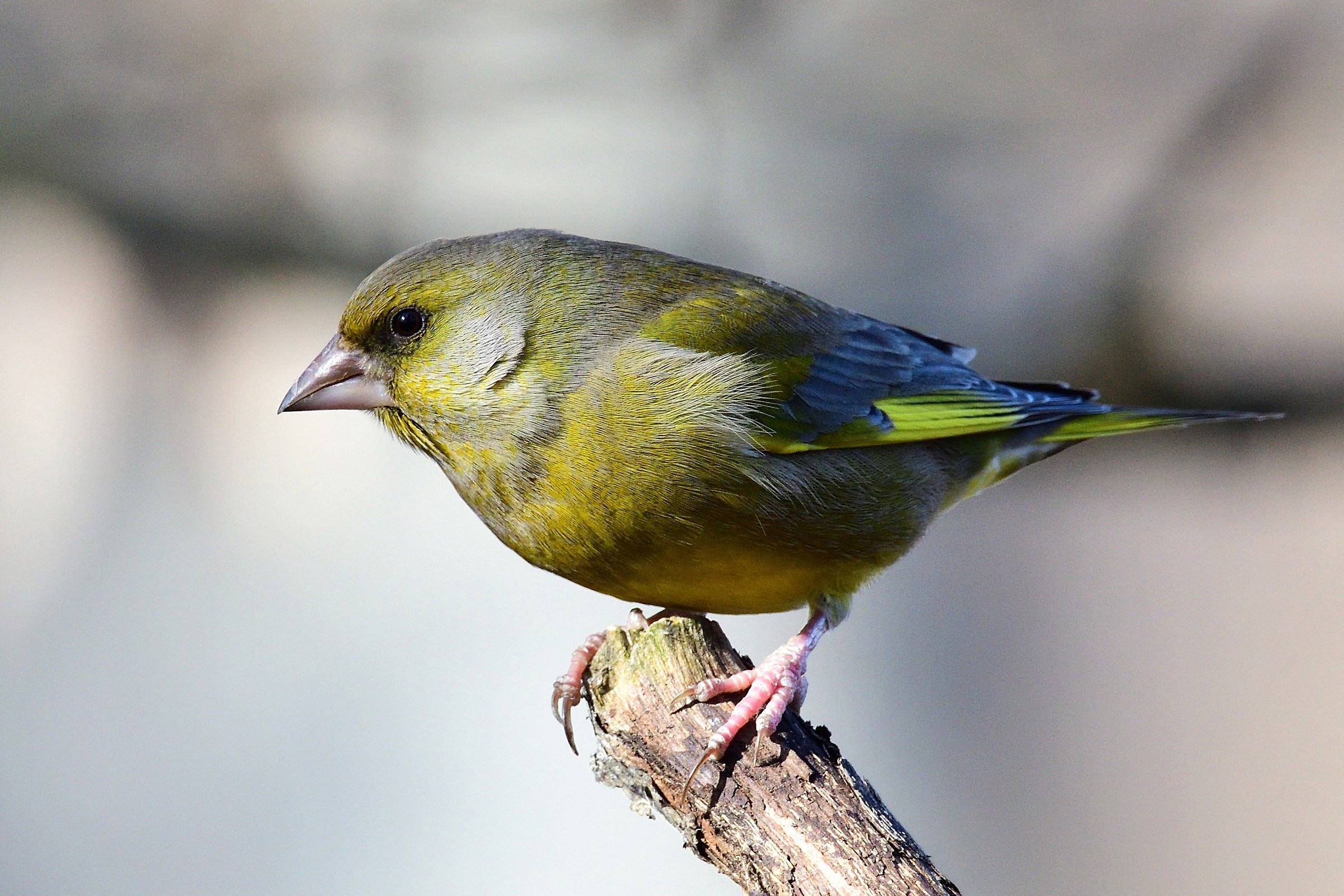 greenfinch